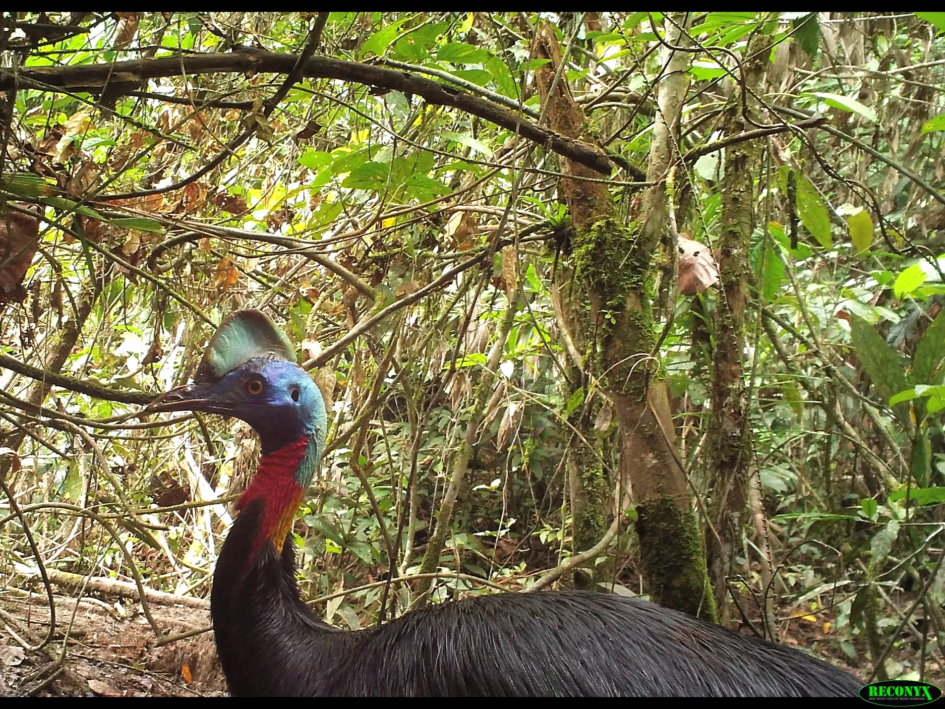 Colorful bird with a bright blue head, red chest, and black feathers standing in dense jungle foliage.