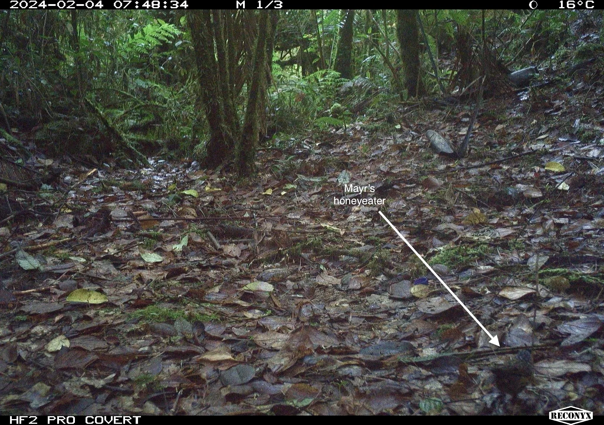Forest floor covered with leaves and undergrowth, with dense trees and plants in the background. The image is from a camera trap, with a timestamp, temperature, and labeling overlay indicating it was taken on February 4, 2024, at 7:48 AM, in a rainforest or jungle environment. A label points to a Mayr's honeyeater bird on the ground.