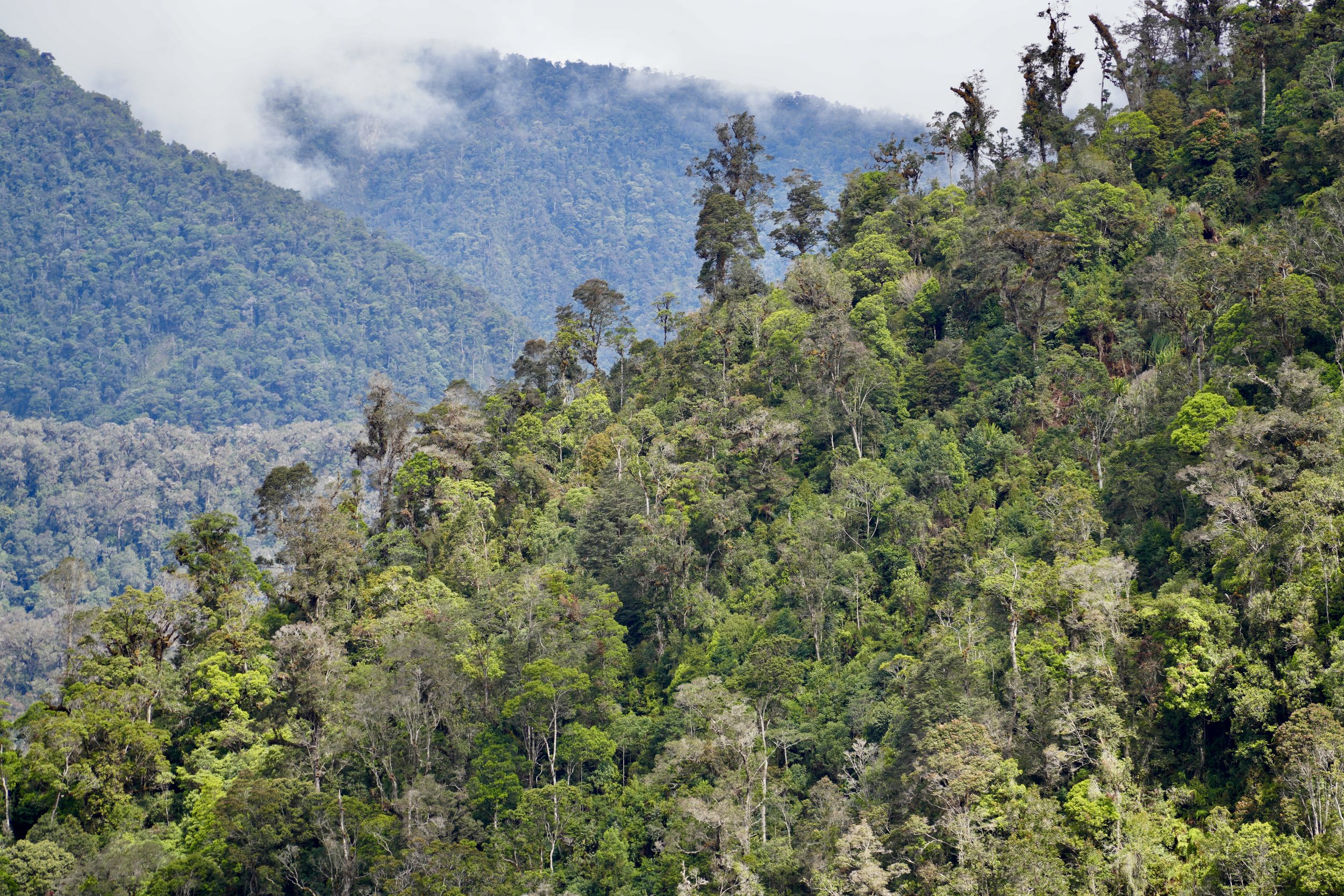 Lush green rainforest on a mountain, with cloudy sky and fog in the distance.