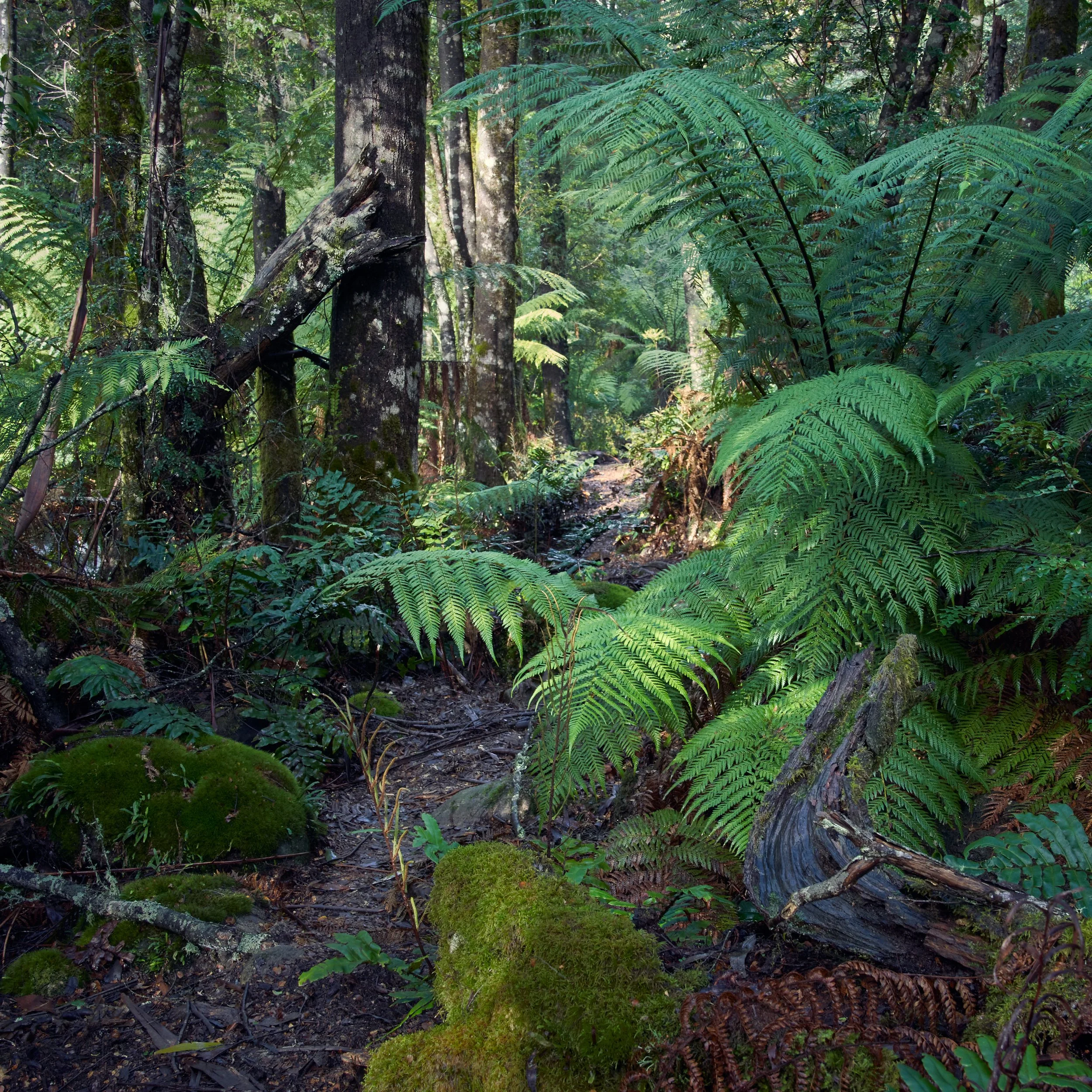 Deep in the Forest