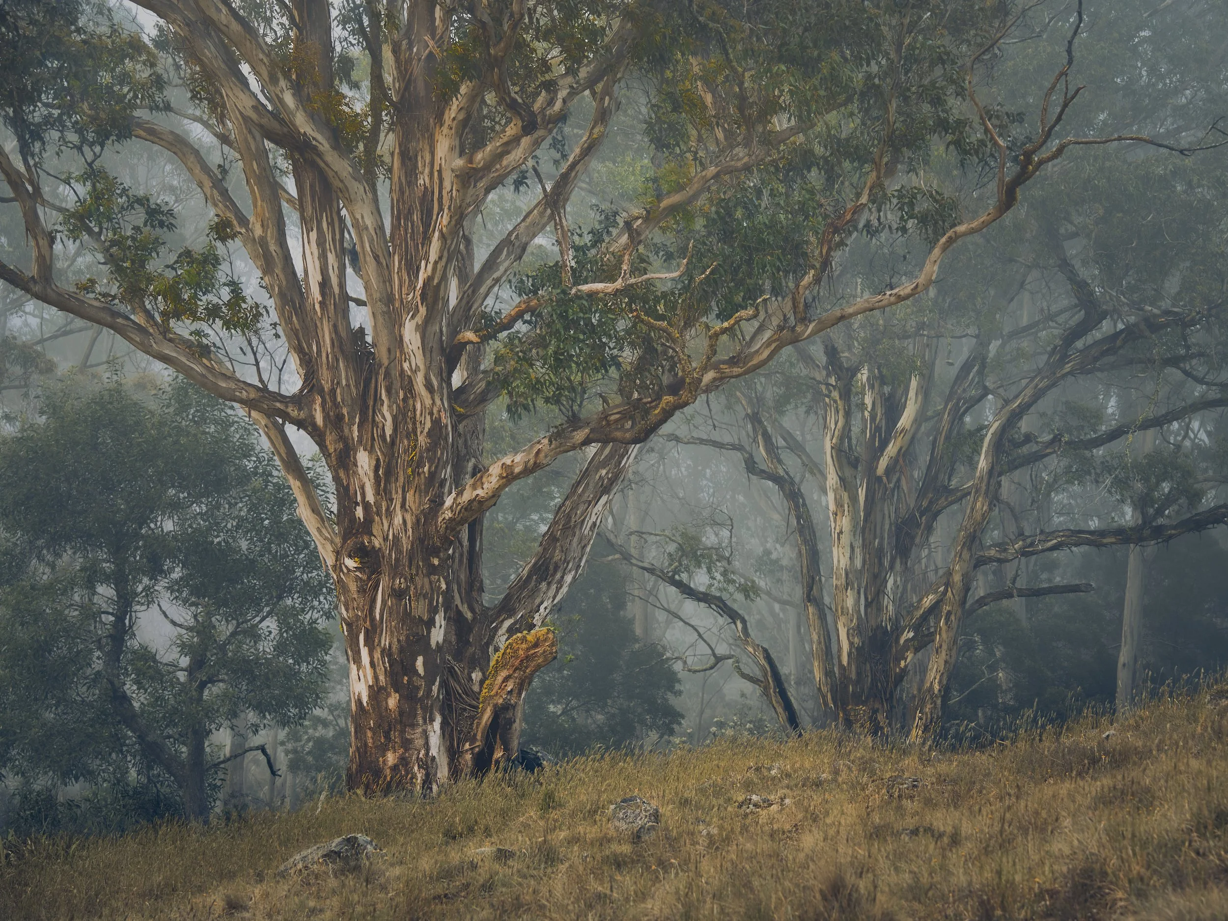 Blue Mountain Mist