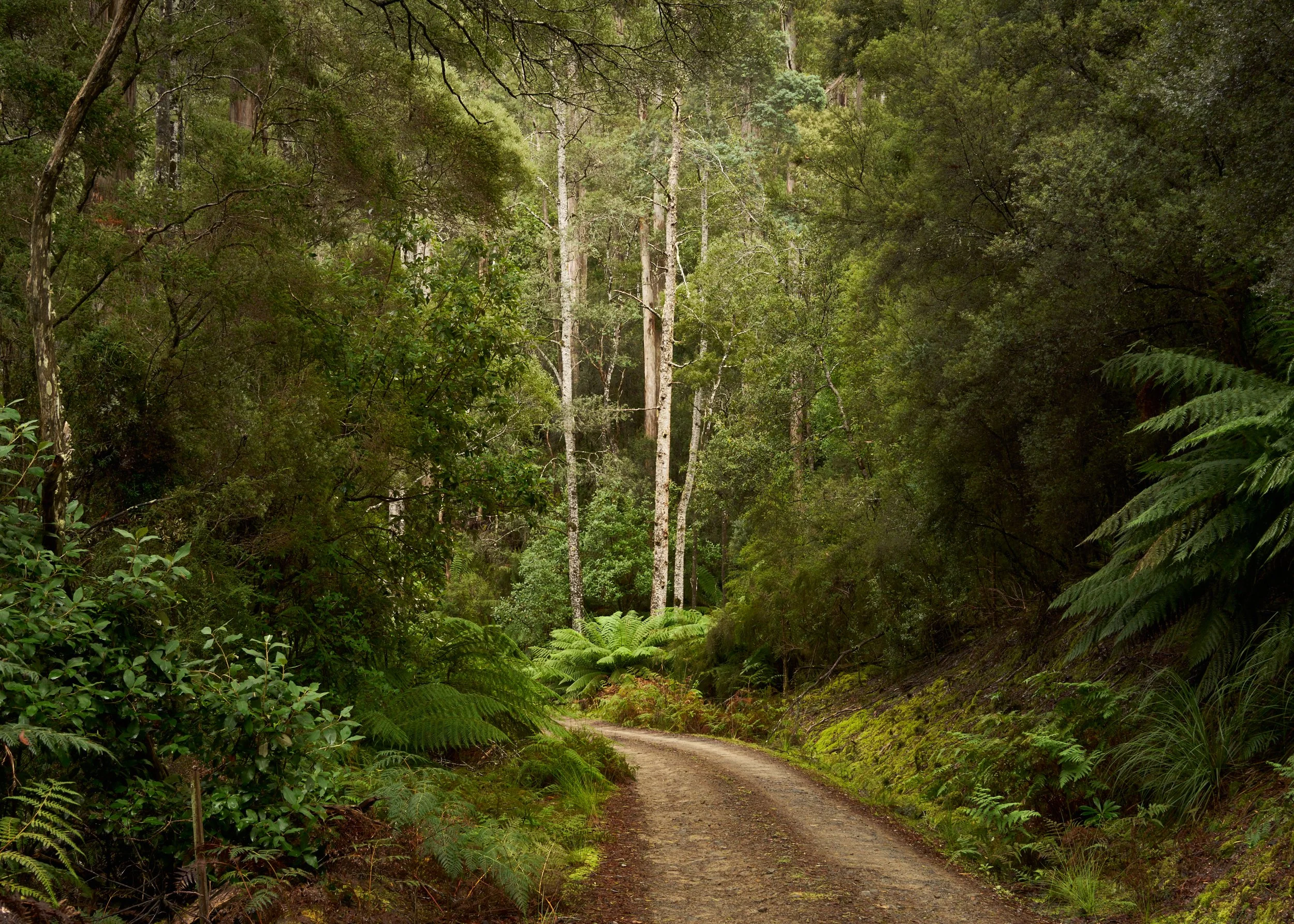Forest Road