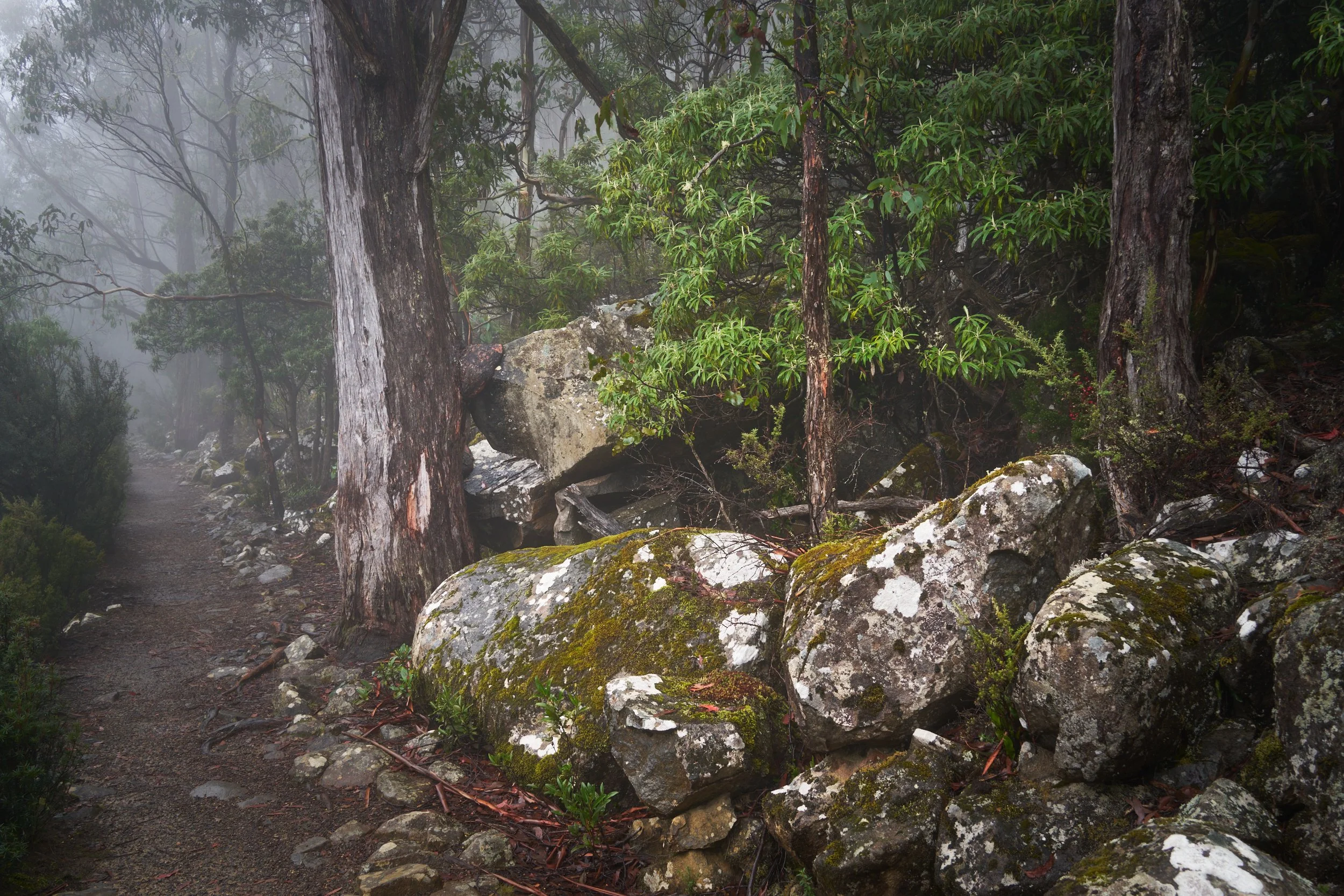 Gathering Mist