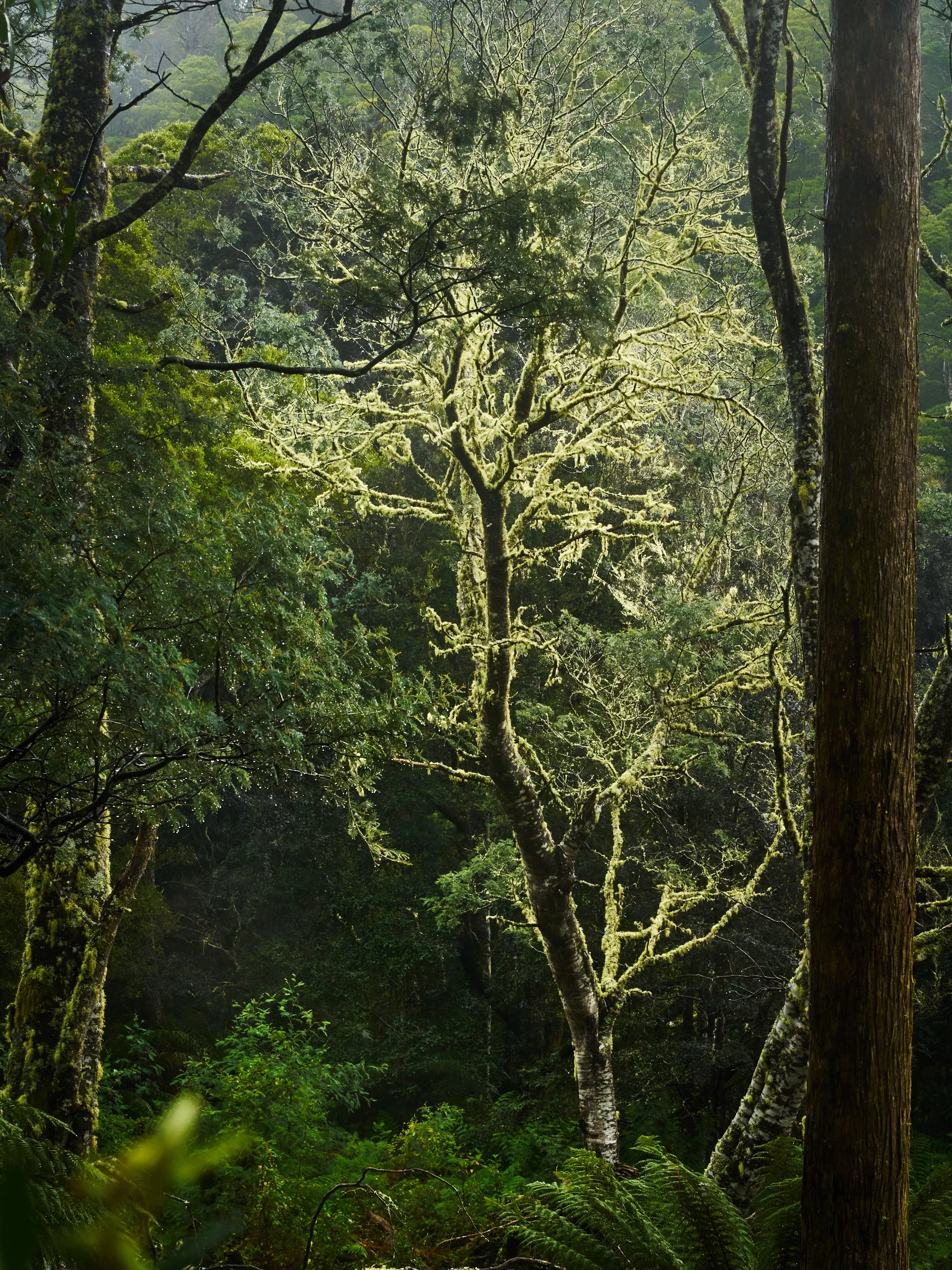 Havisham Tree