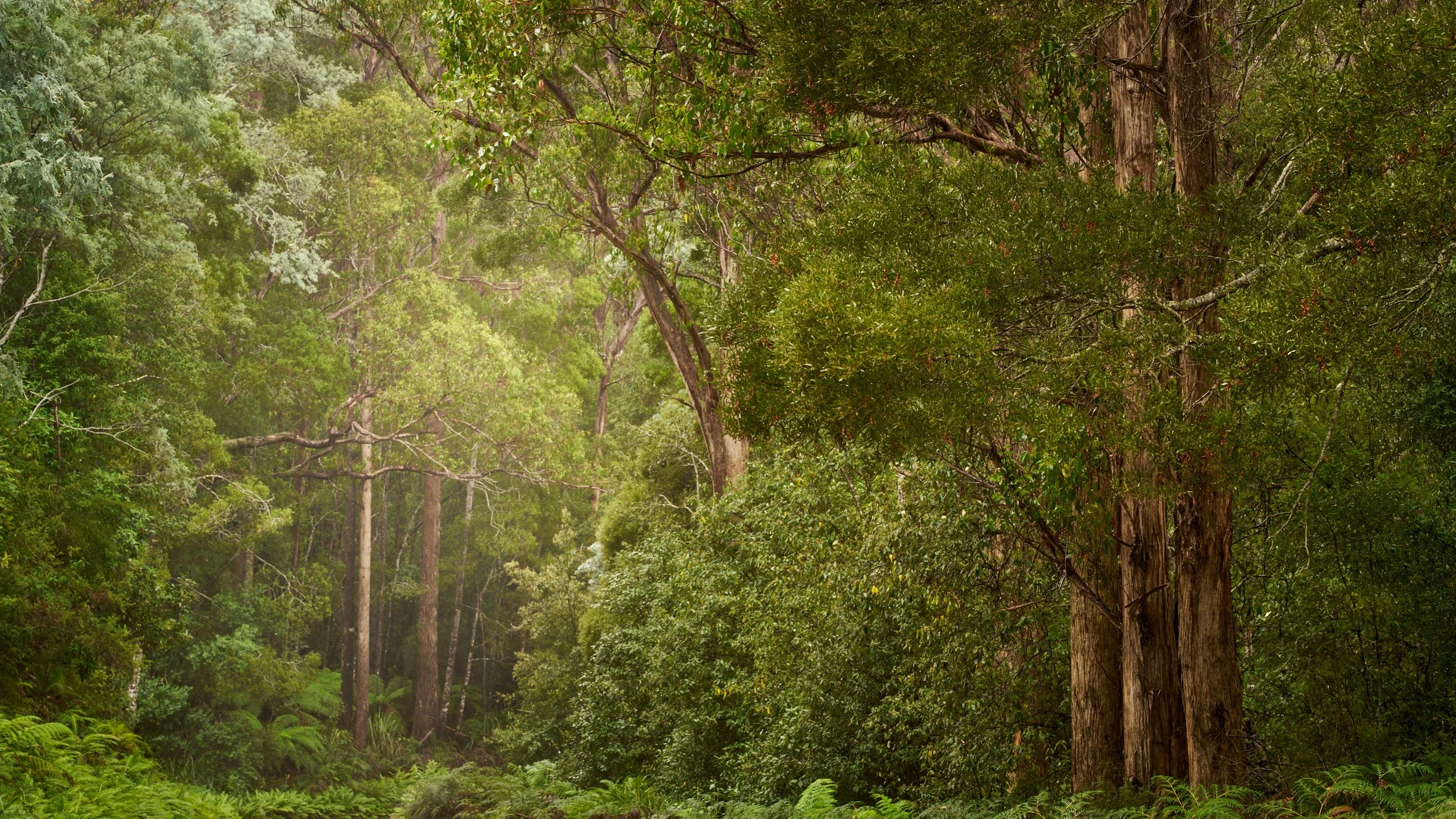 Forest Light