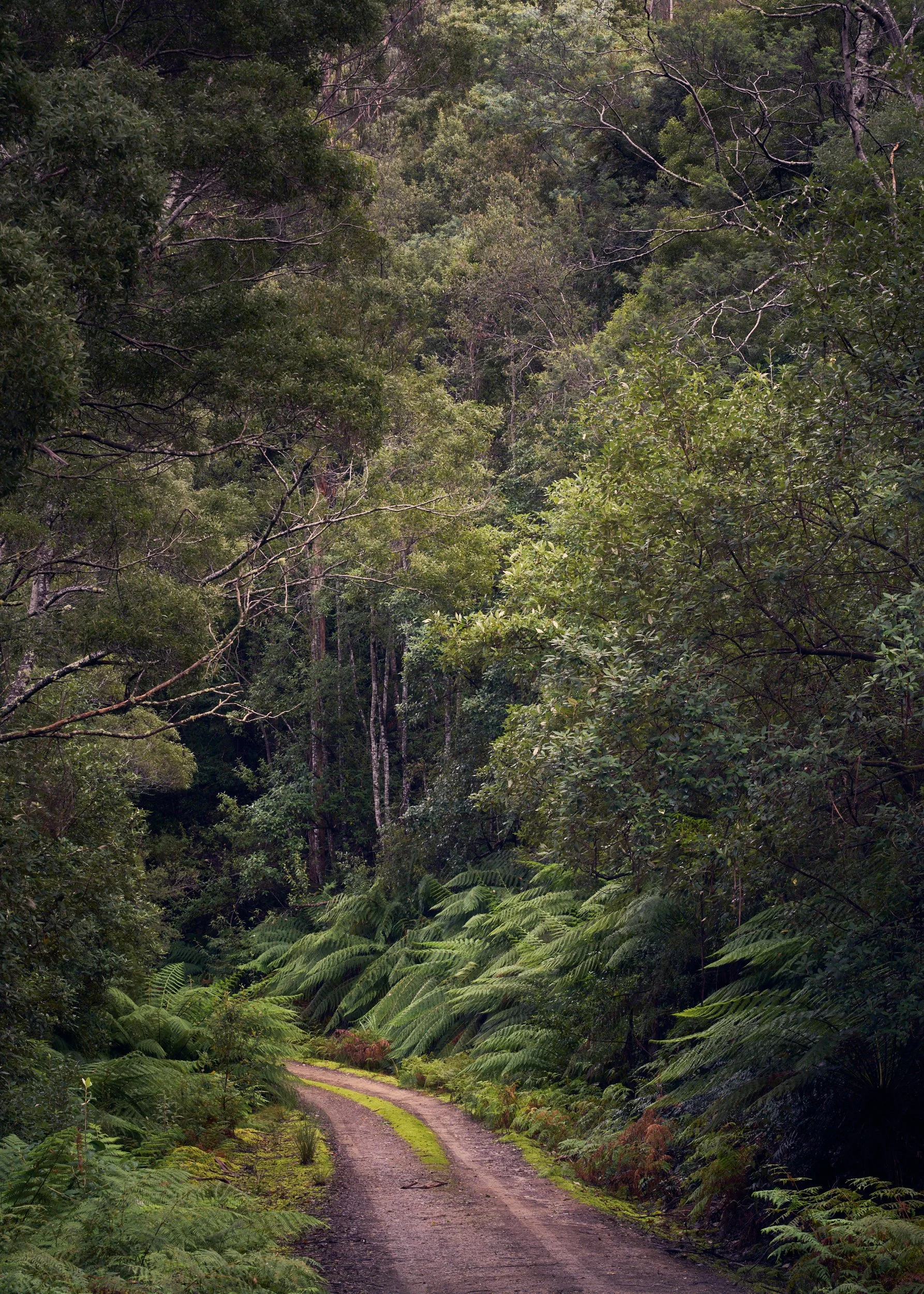 Forest Deep