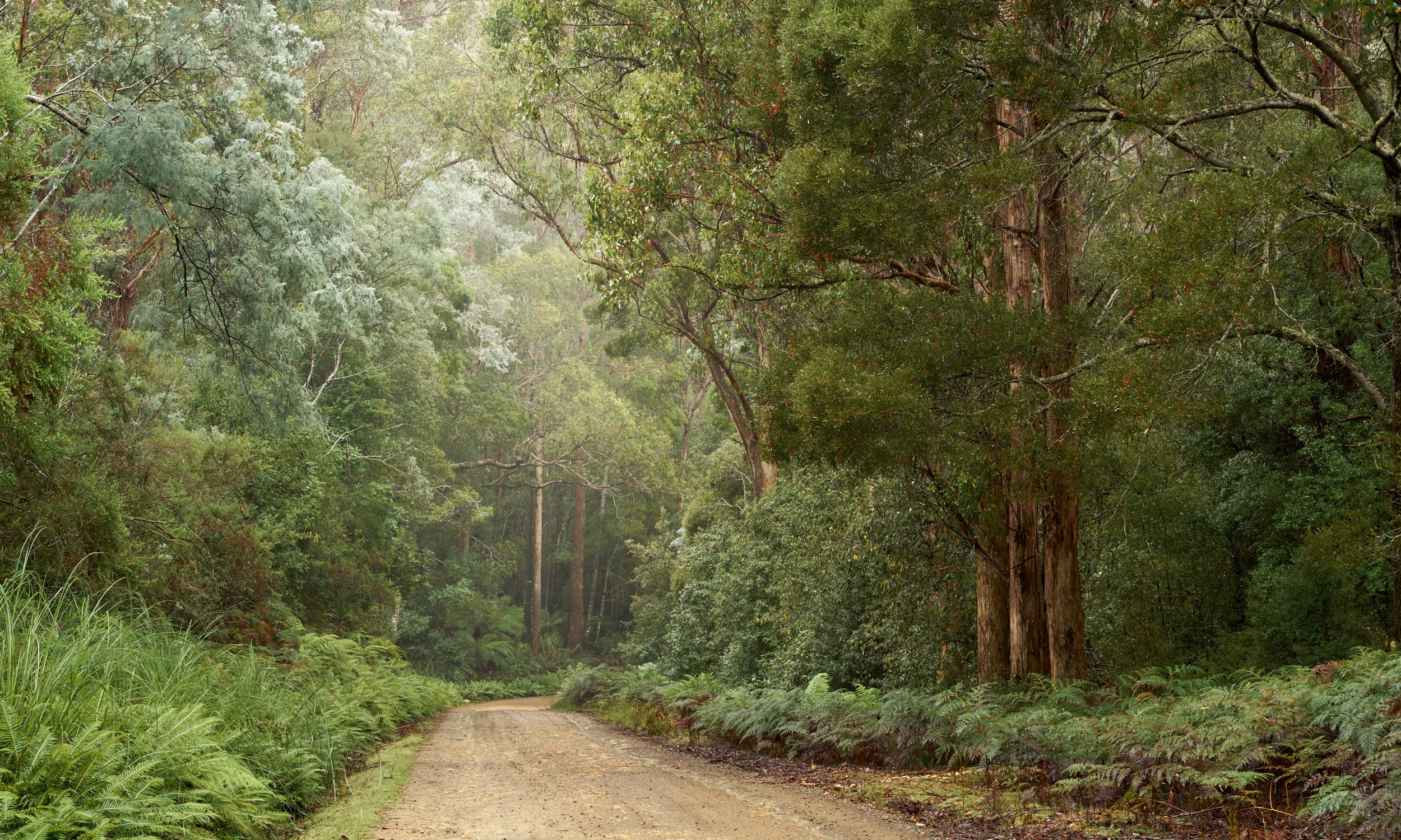 The Forest