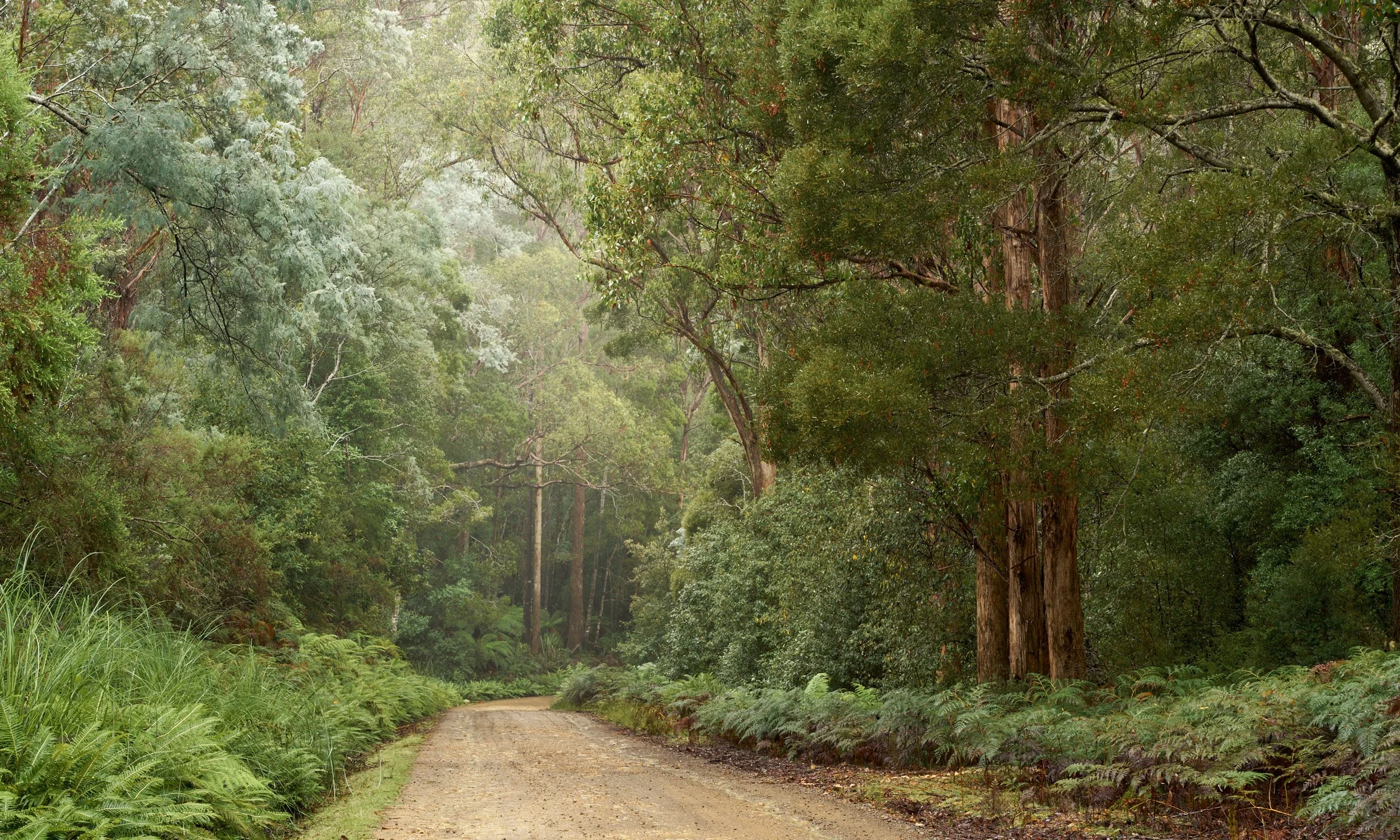 Into the Forest