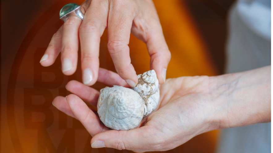 Zwei Hände halten Muscheln, eine Person berührt die Muscheln mit den Fingern.