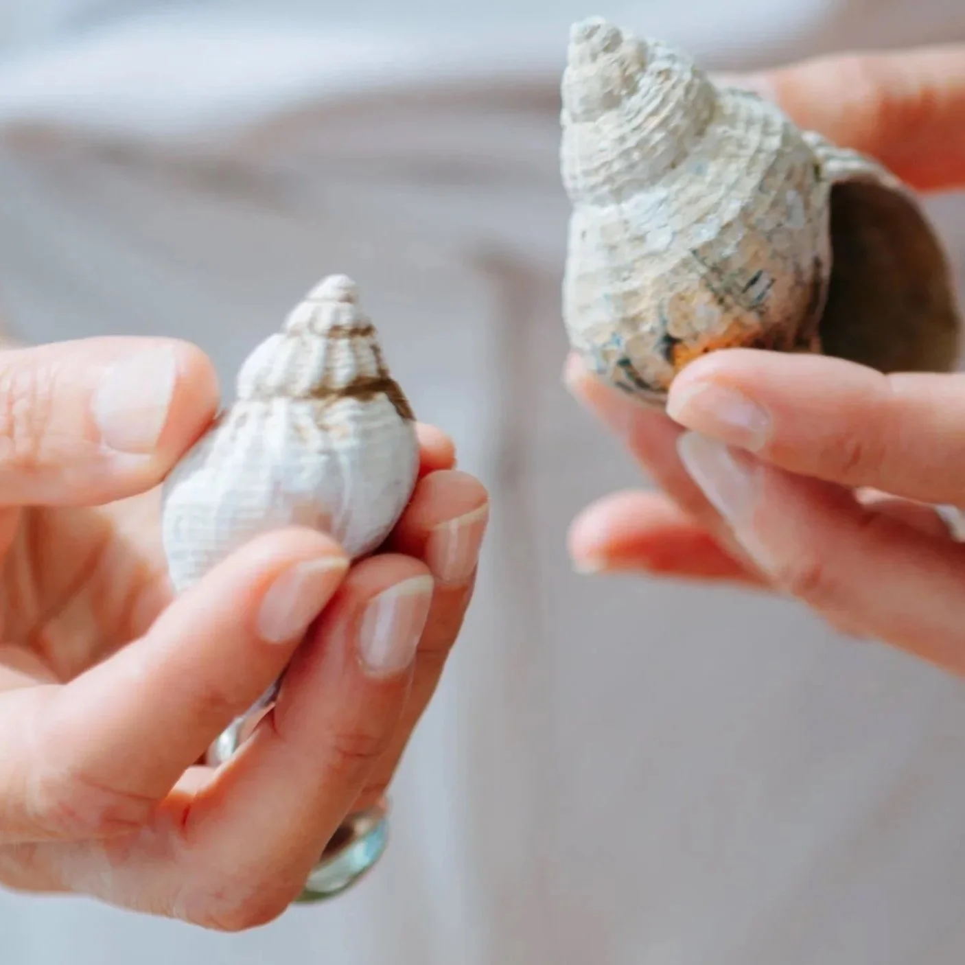 Zwei Hände halten Muscheln, eine größere rechts und eine kleinere links, vor einem neutralen Hintergrund.