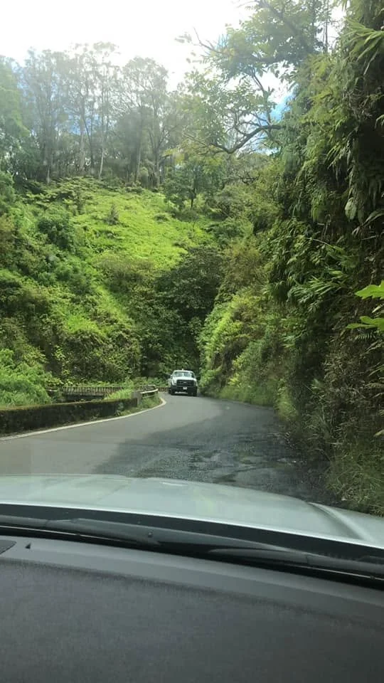 hana rainforest.jpg