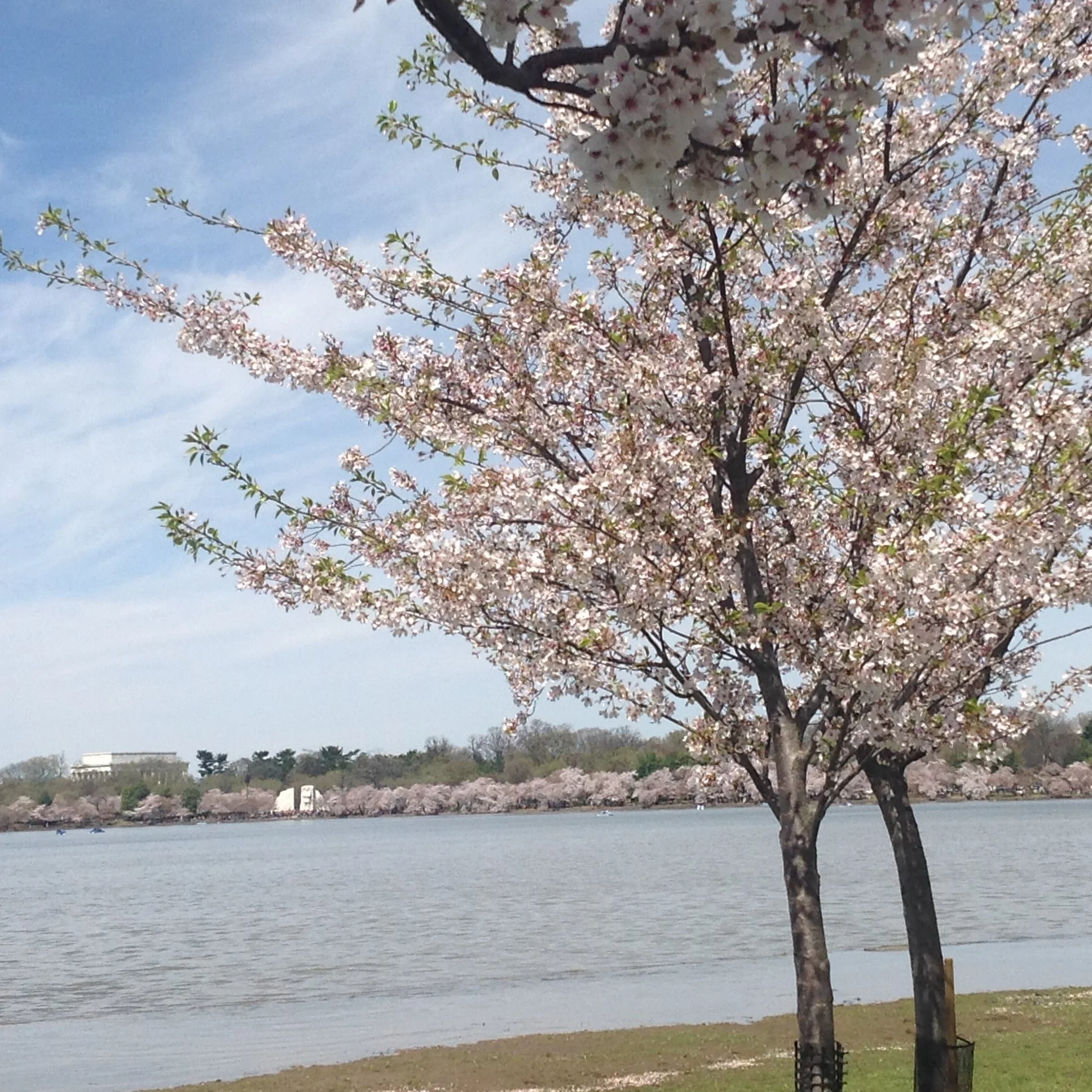 Cherry blossoms beside the water