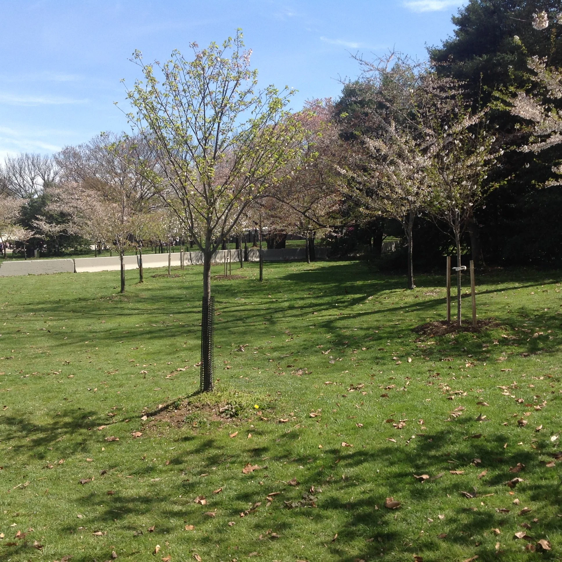 Spring in the capital