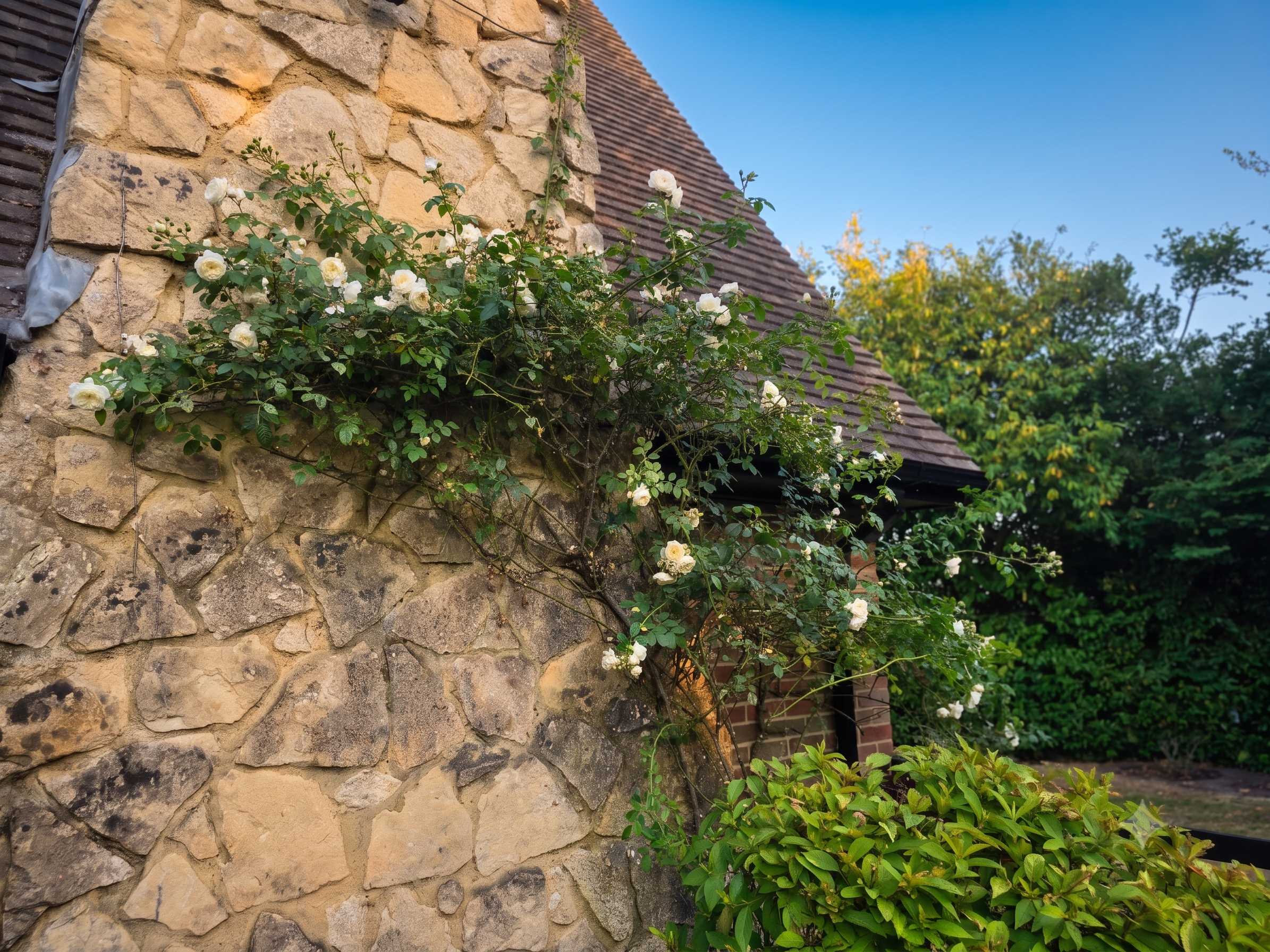 A stone wall with climbing white roses and greenery, part of a house exterior with a sloped roof, and a blue sky background with trees.