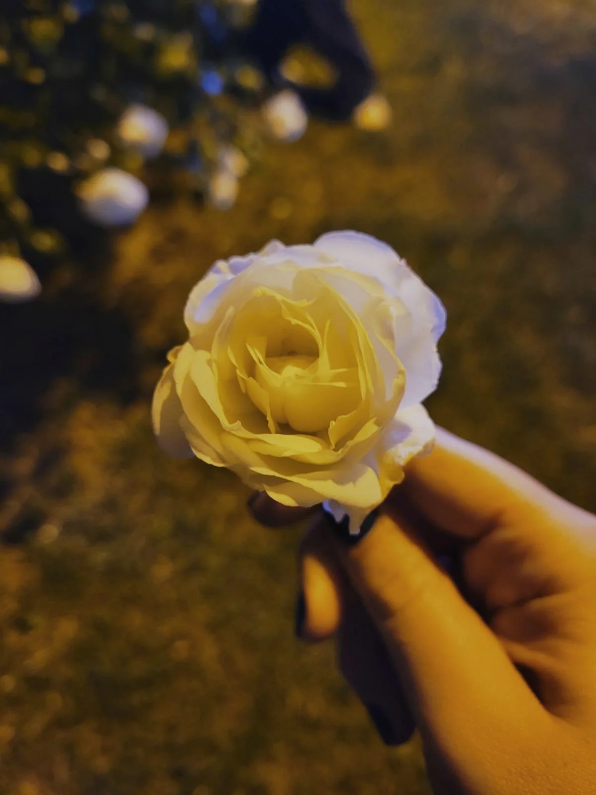 A person holding a white rose at night with more roses in the background.