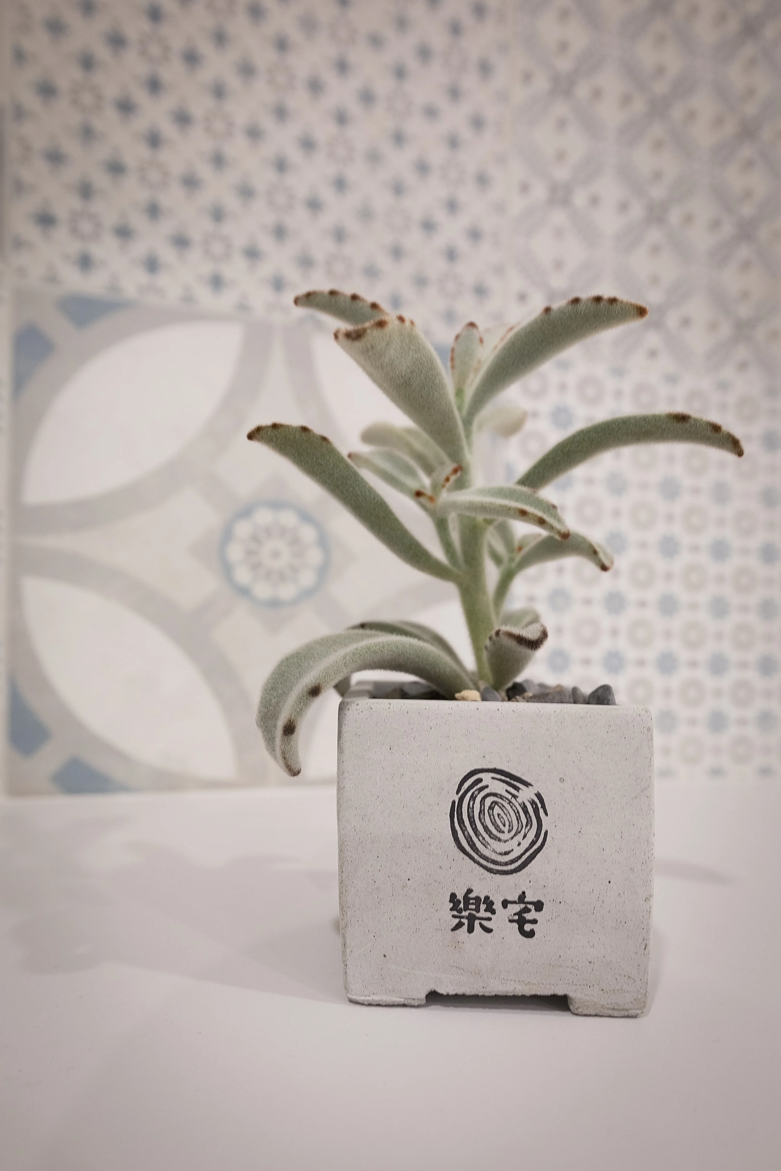 樂宅設計｜新店北新路32坪兩房兩廳舊屋翻新 (2).JPG