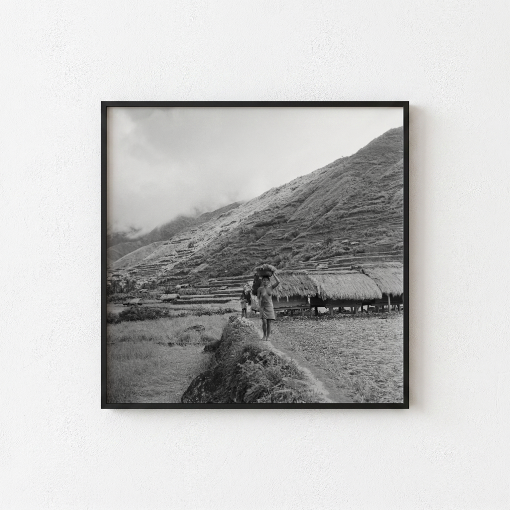 Untitled (Along the Terraces)