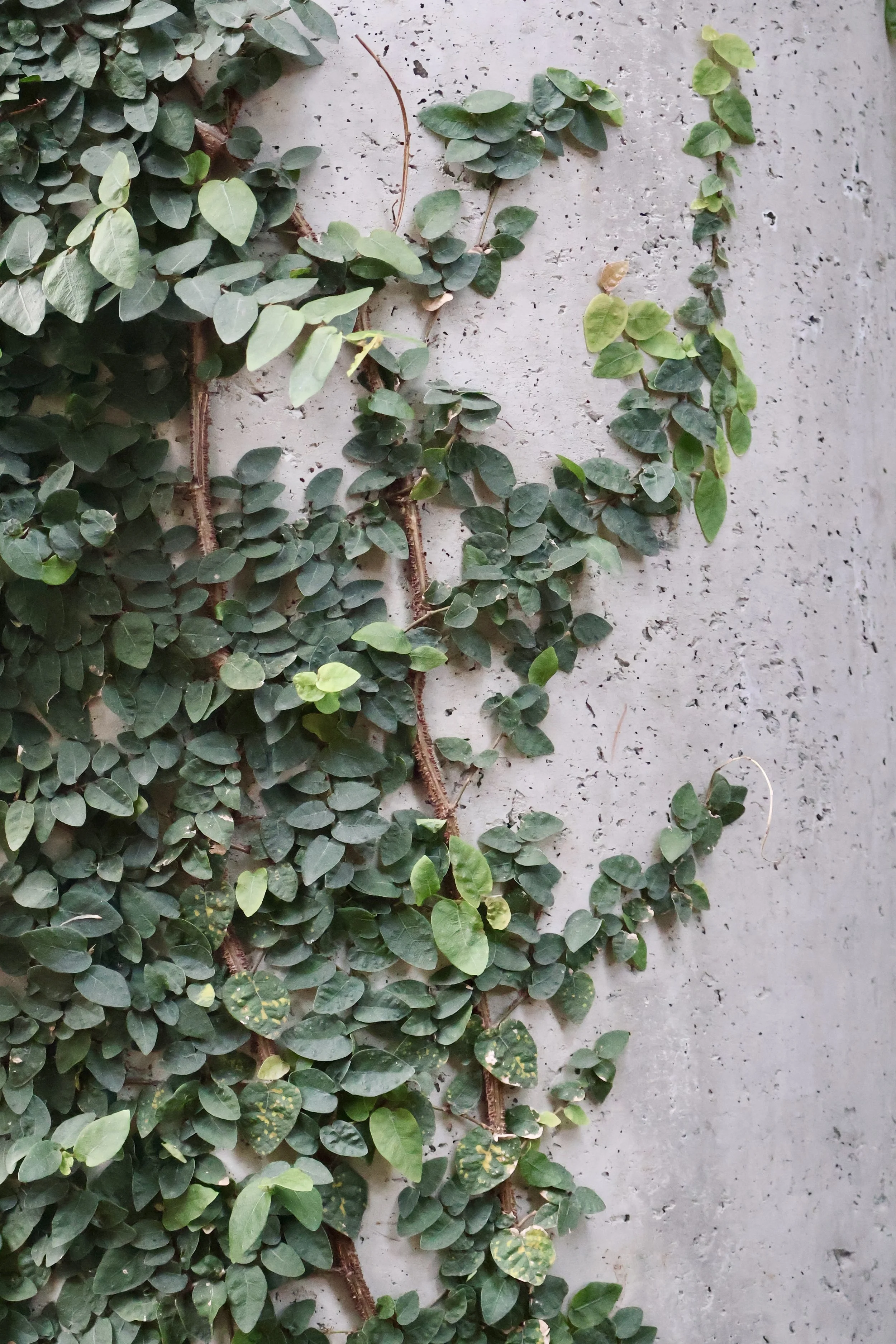 Green ivy plants growing on a textured grey concrete wall.