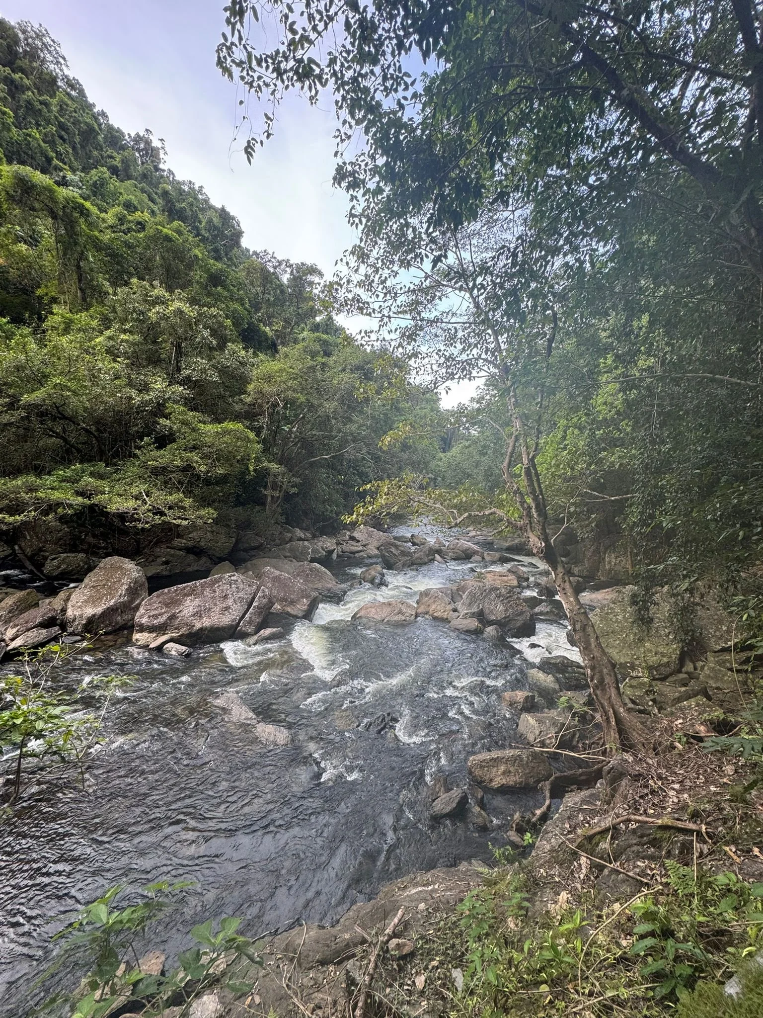A flowing river with rocks along the banks in a lush green forest with trees and dense foliage under a cloudy sky.