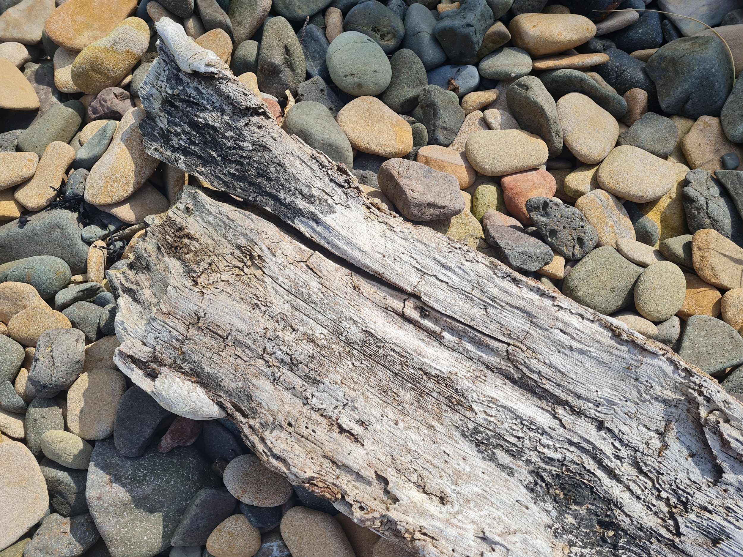 A close-up of various smooth, rounded stones and pebbles on a beach, with a piece of driftwood in the foreground.