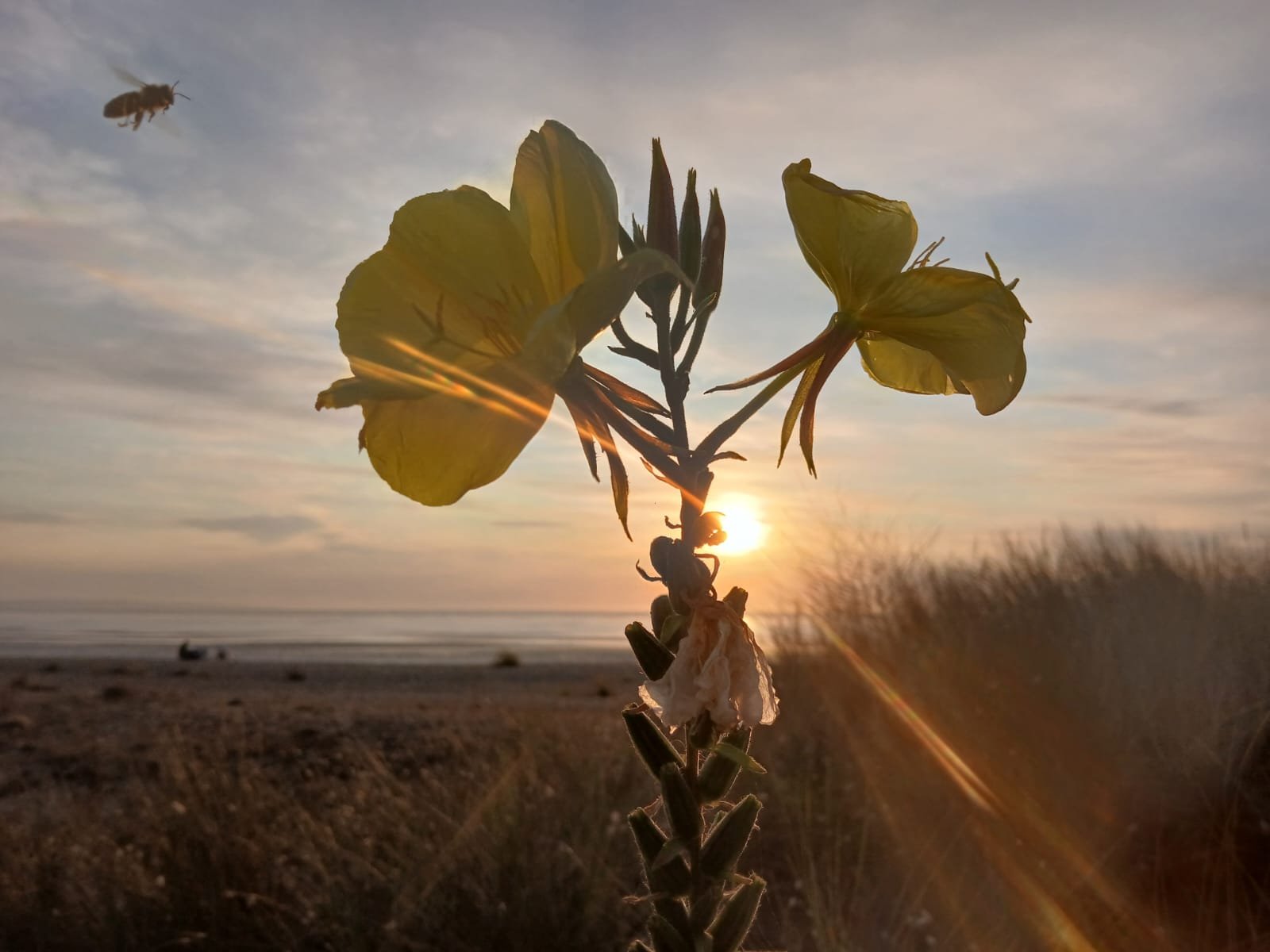 A yellow flower silhouetted against a sunset near a beach, with the ocean in the background and a bee flying nearby.