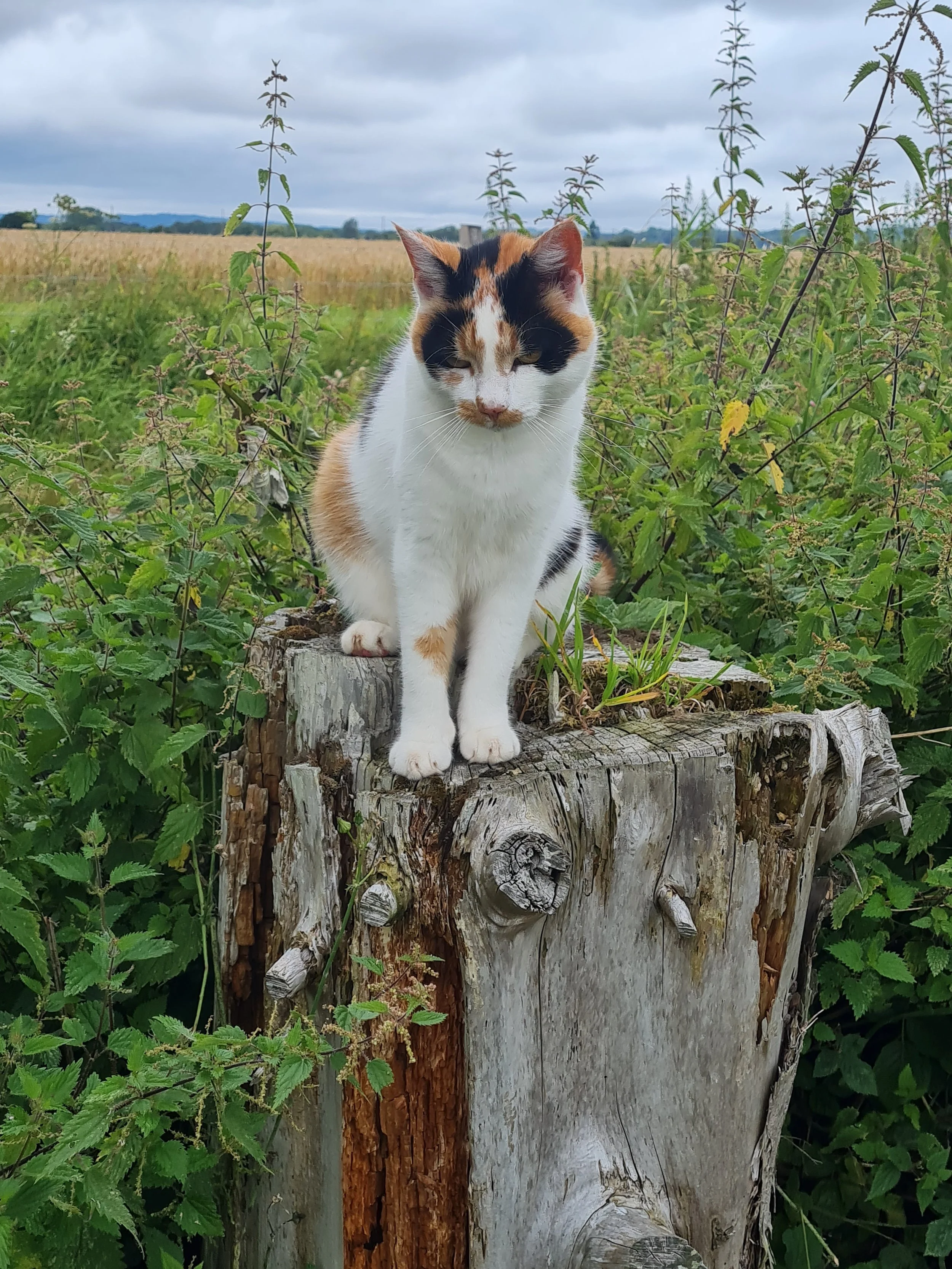 A calico cat with black, orange, and white fur stands on a tree stump surrounded by green plants, with a field and cloudy sky in the background.