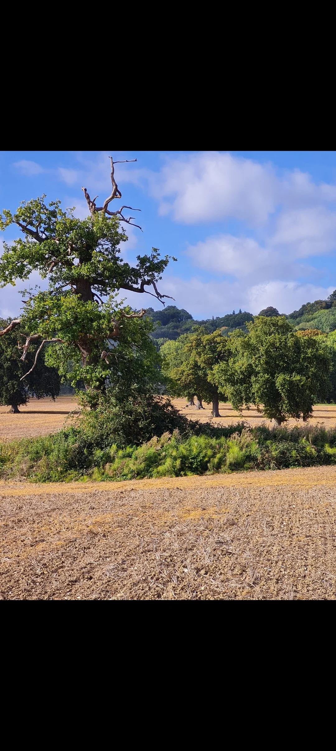 A large tree with green leaves and some dead branches stands in a field with other smaller trees in the background, under a bright blue sky with scattered clouds.