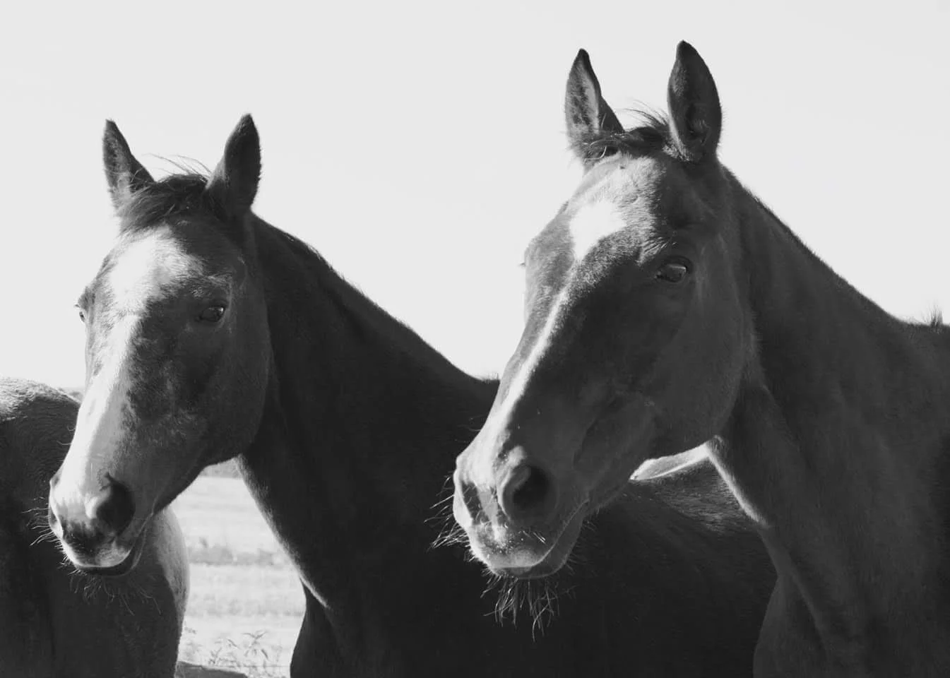 Two horses standing outdoors on a bright day.