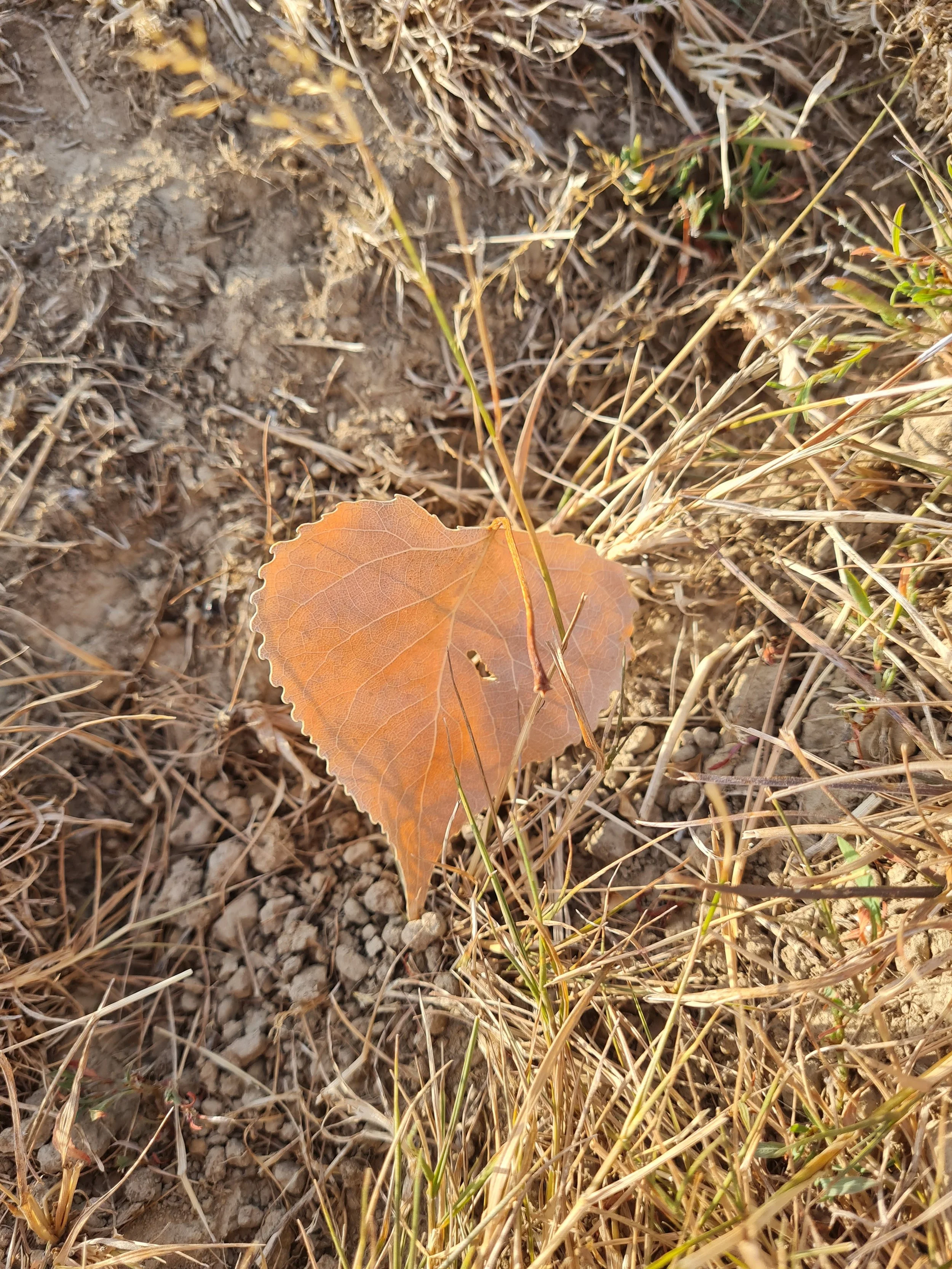 Close-up of a dry, fallen leaf on the ground amidst dry grass and soil.