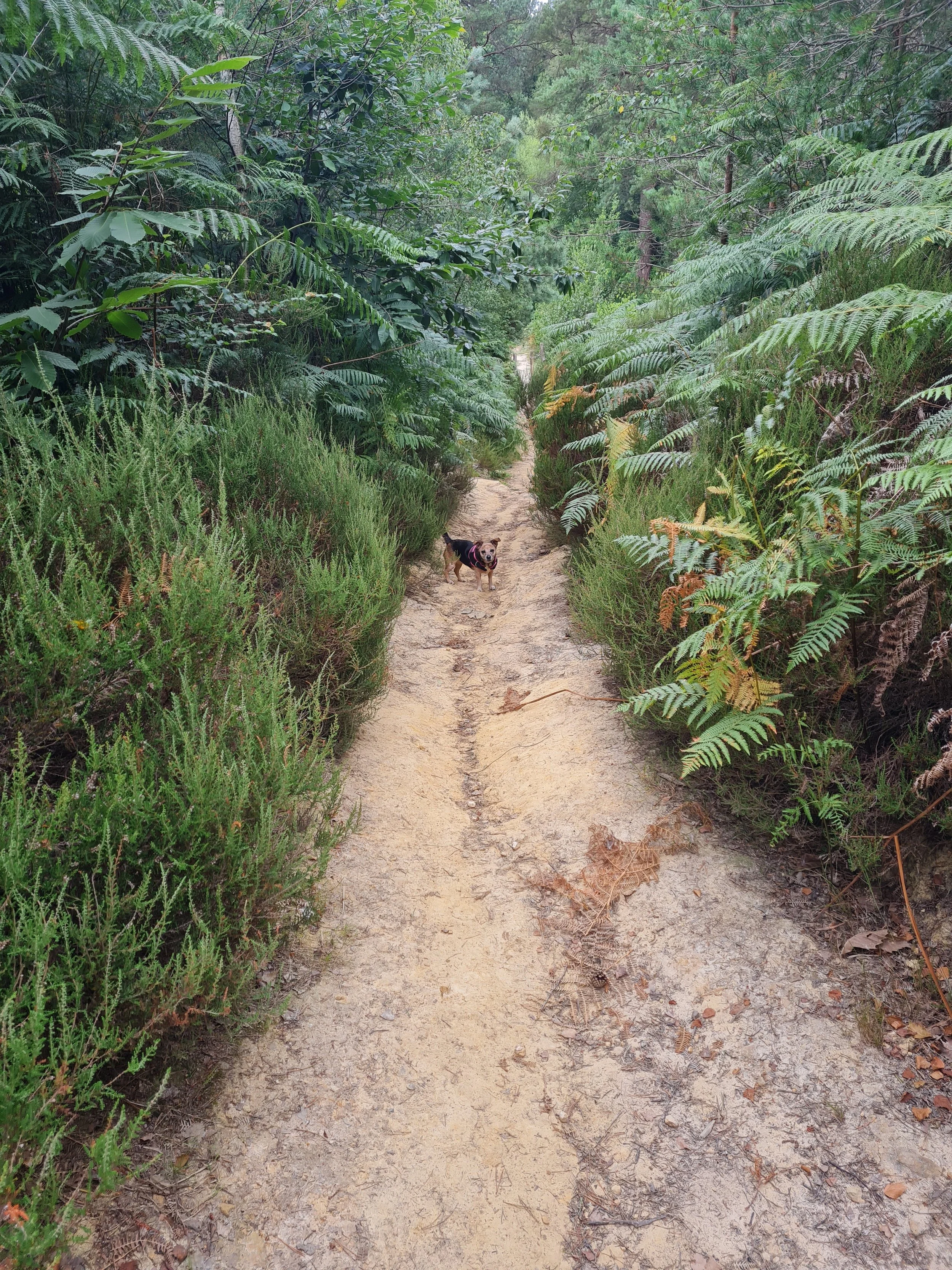 A dirt trail through a lush green forest with dense foliage and trees on either side. There is a small dog standing on the trail, looking towards the camera.