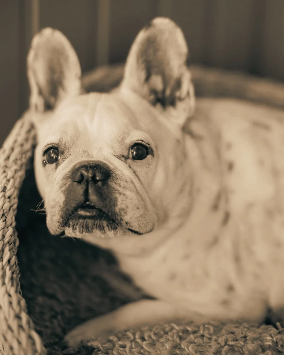 A black-and-white photo of a French Bulldog lying in a cozy basket, looking directly at the camera with a curious expression.