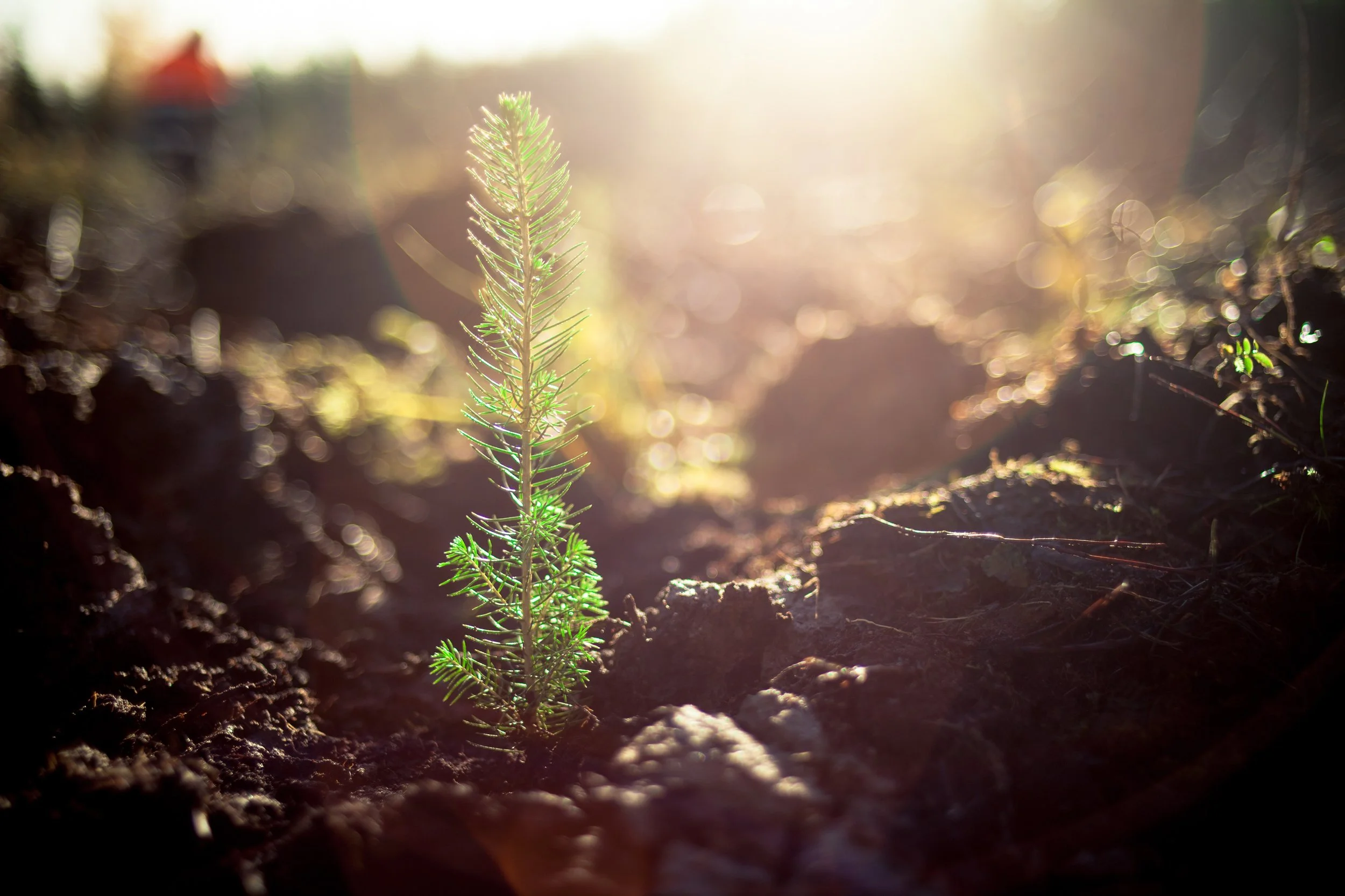 A small green plant emerging from dark soil with sunlight shining in the background.