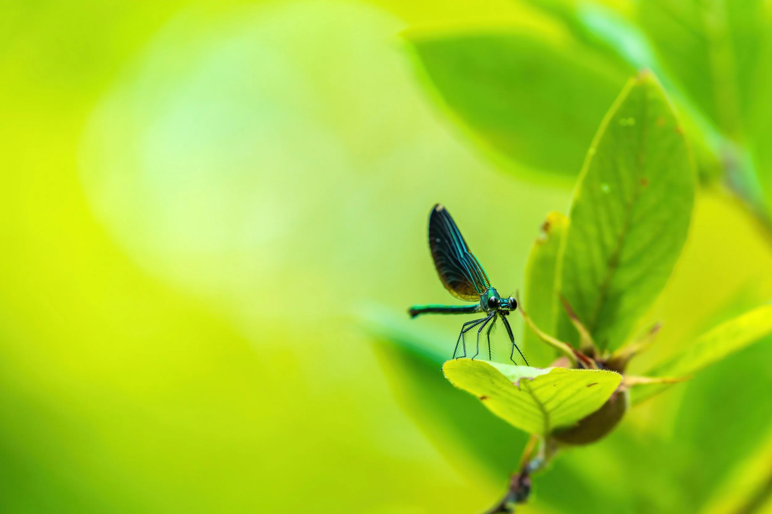 Close-up of a vibrant blue and black dragonfly perched on a green leaf with blurred bright green leaves in the background.