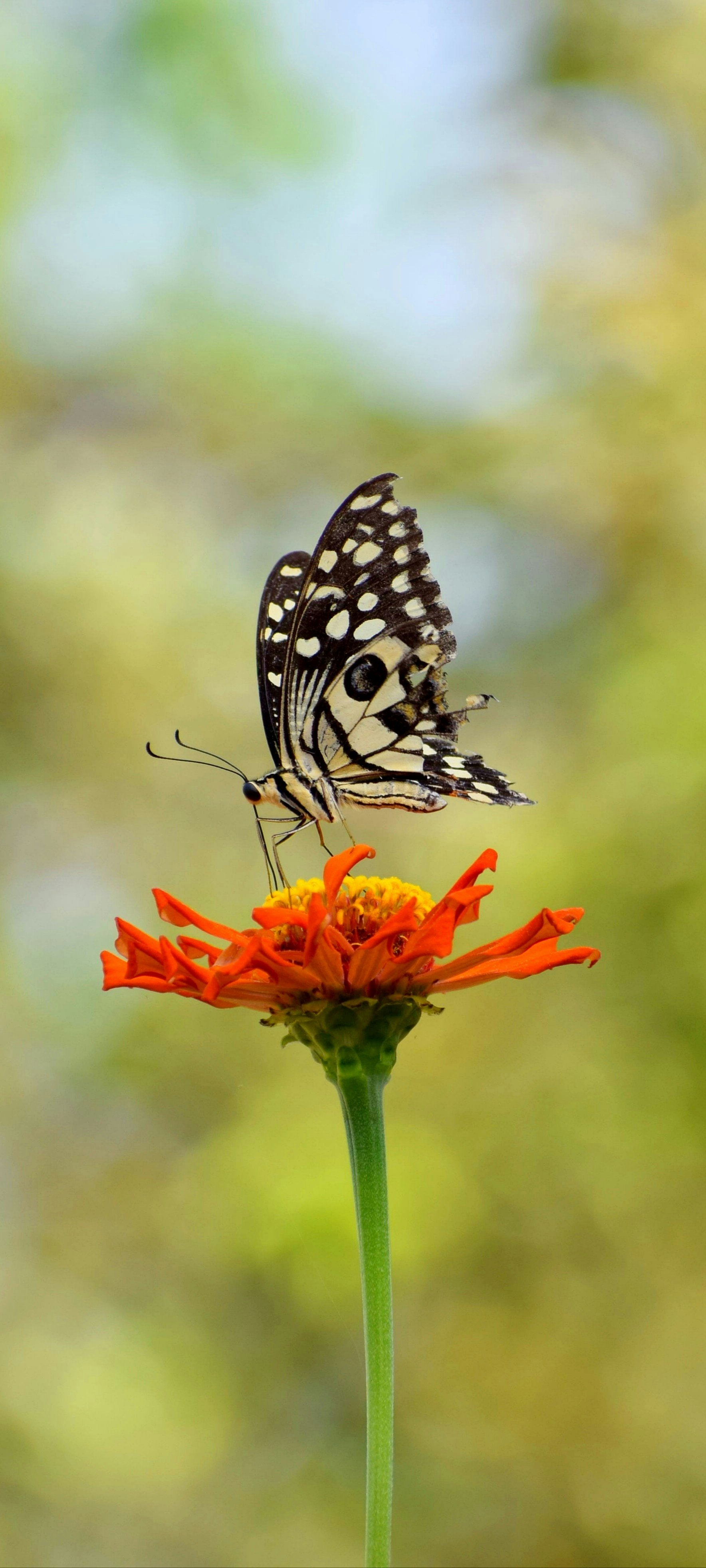 nature attracted to healthy habitat