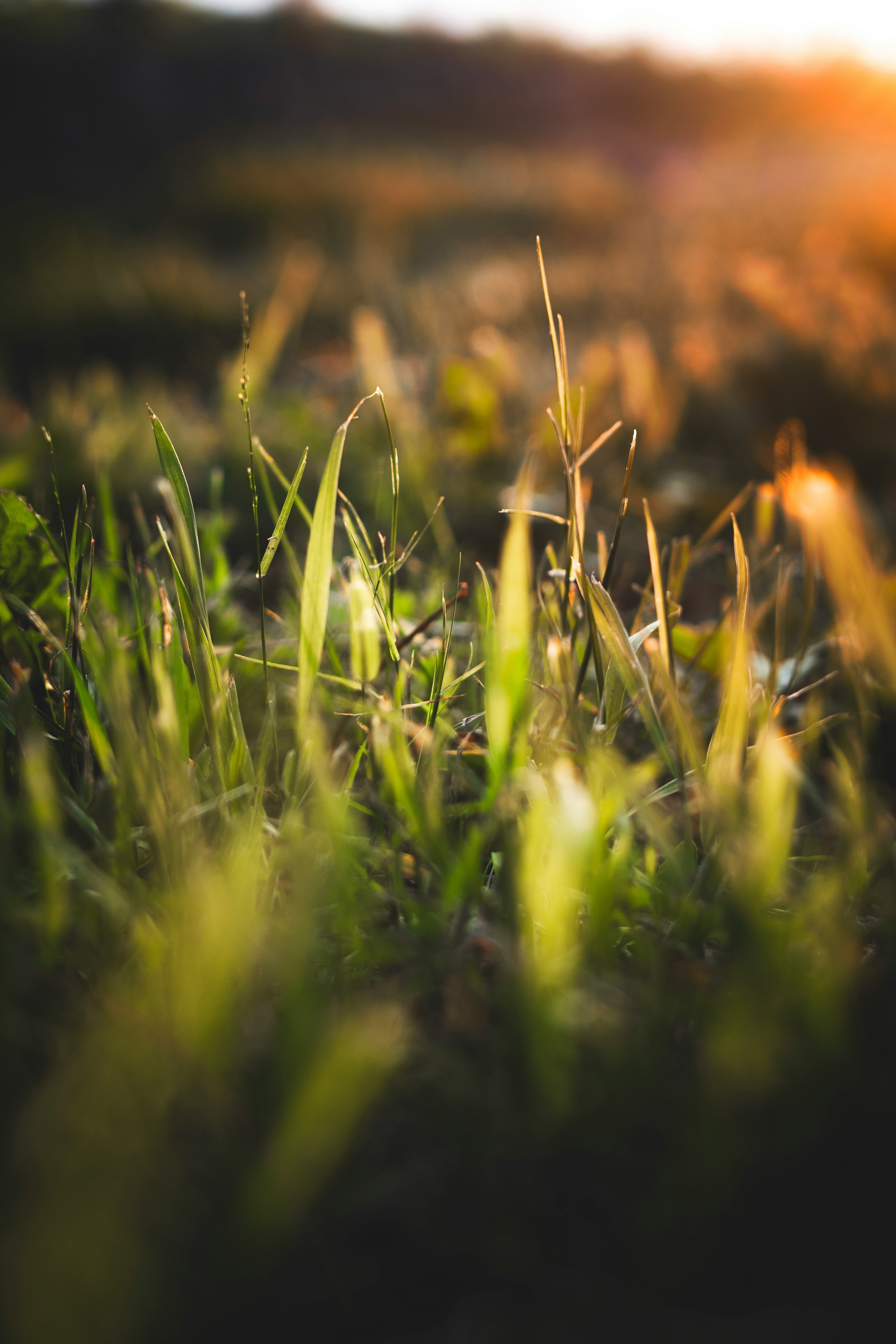 healthy soil and grass