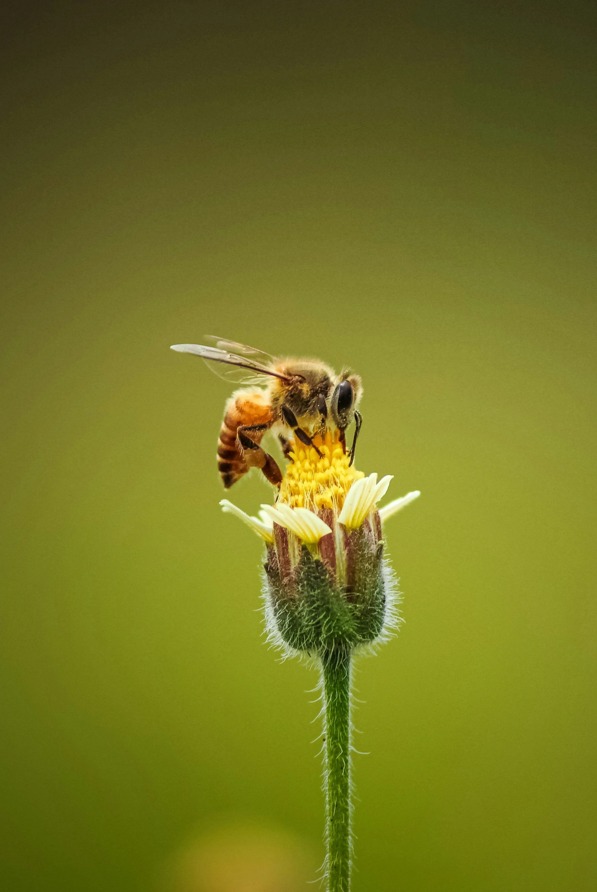 Close-up of a bee collecting nectar from a yellow and white flower with a fuzzy green stem, blurred green background.