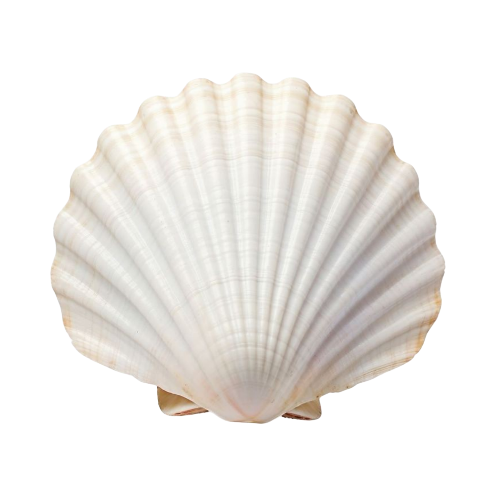Close-up of a white scallop seashell with ridges and a slightly textured surface.