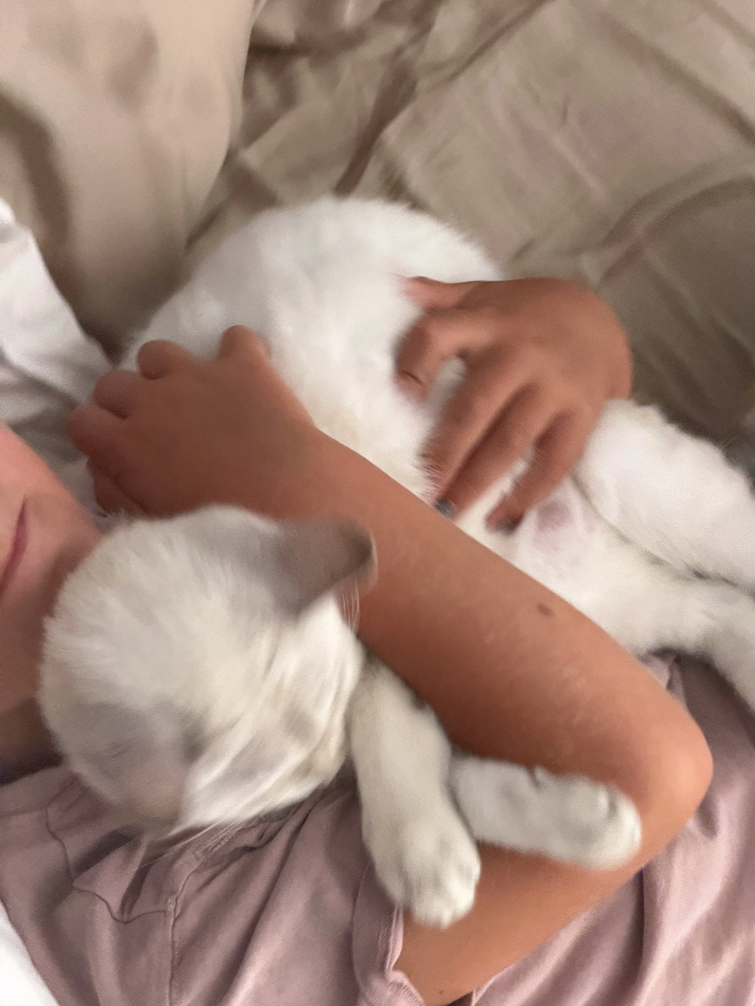 A person with tan skin gently petting a small white kitten on its head. The kitten is lying on a light purple bedsheet.