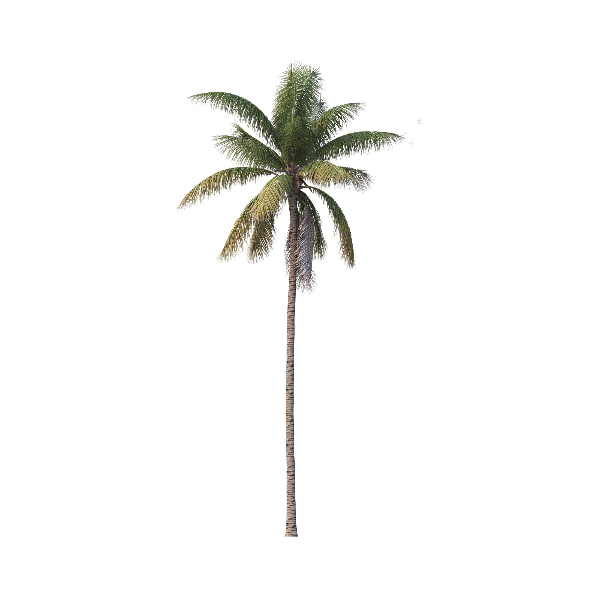 A tall palm tree with long, green fronds on a black background.