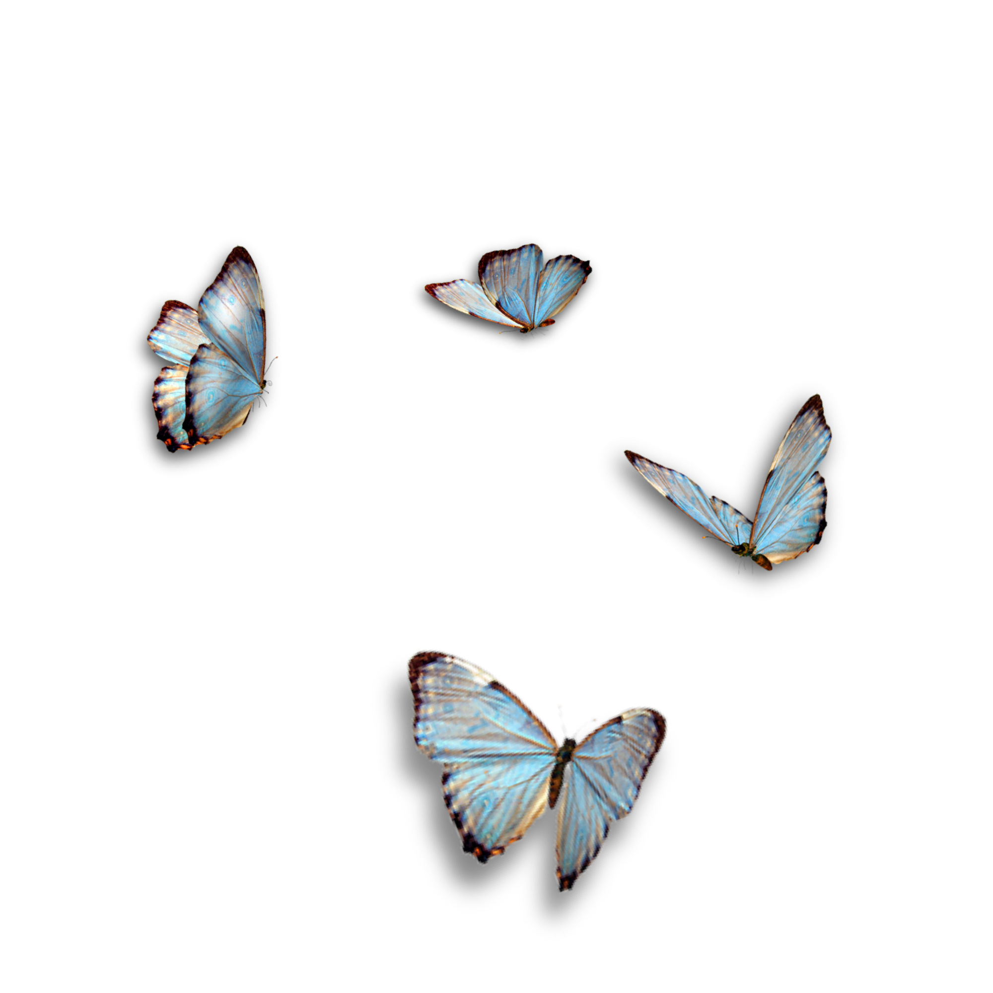 Blue butterflies with orange edges flying against a black background.