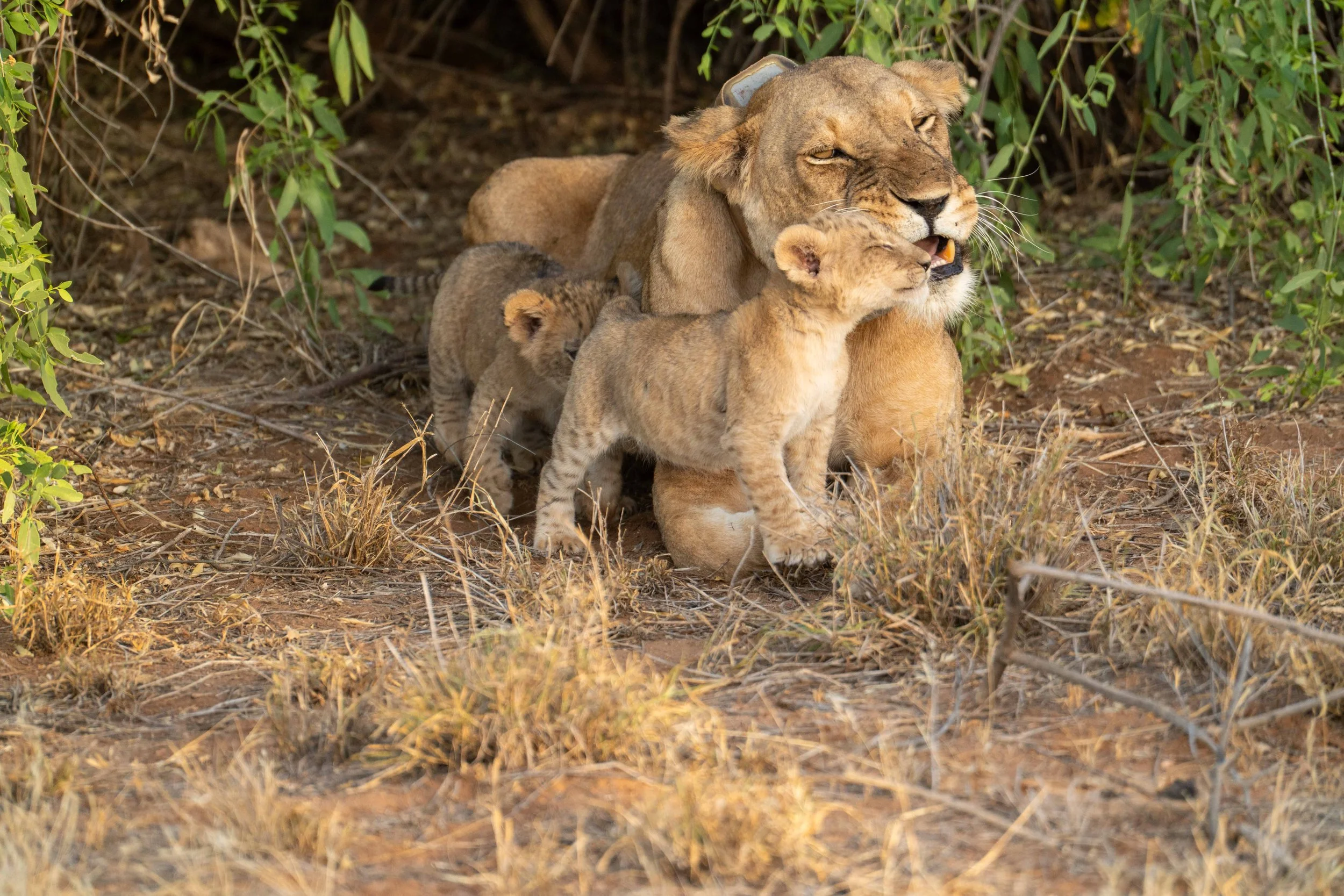 Samburu, Kenia, 2026