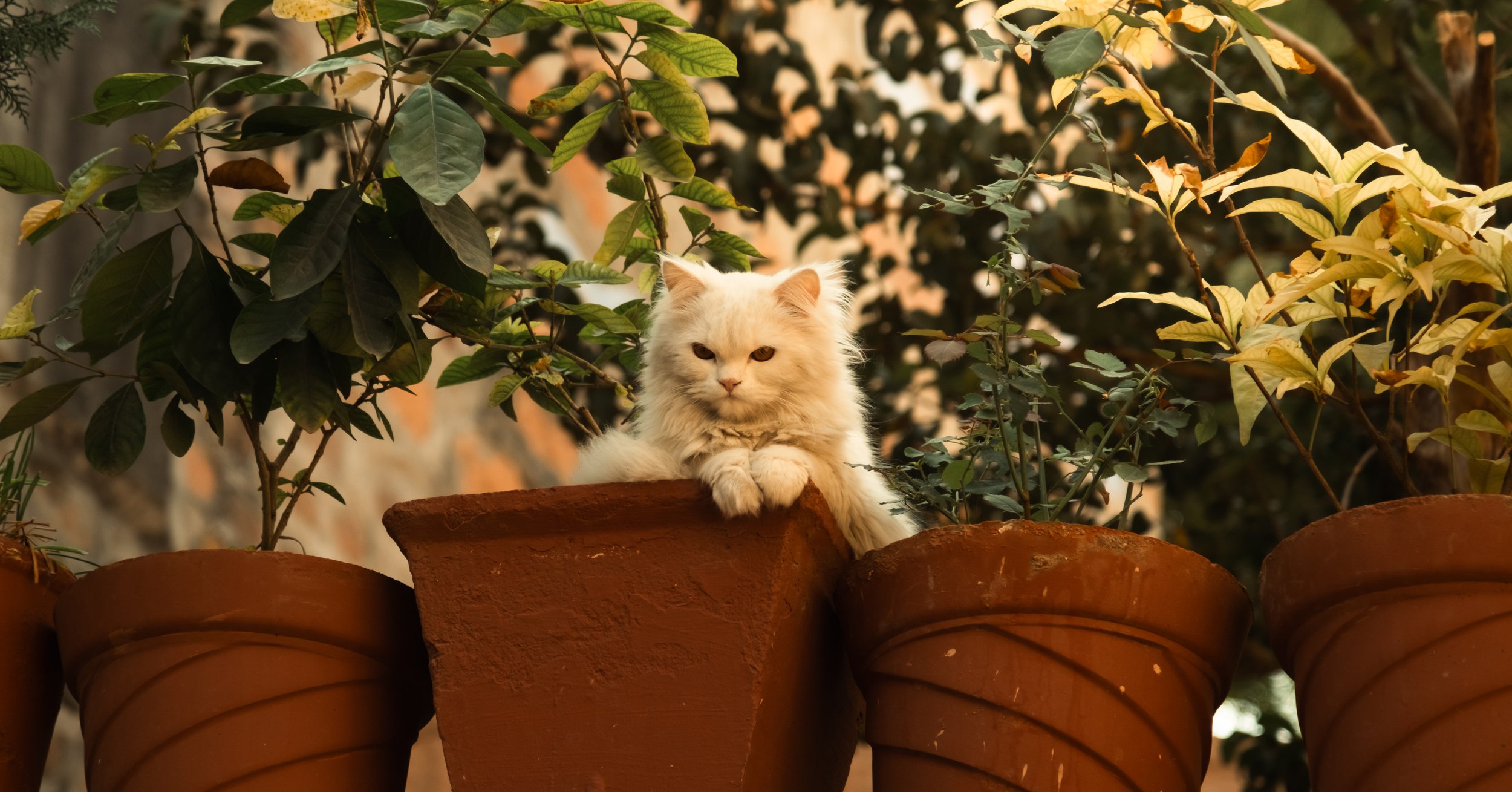 DSCF1885.JPG