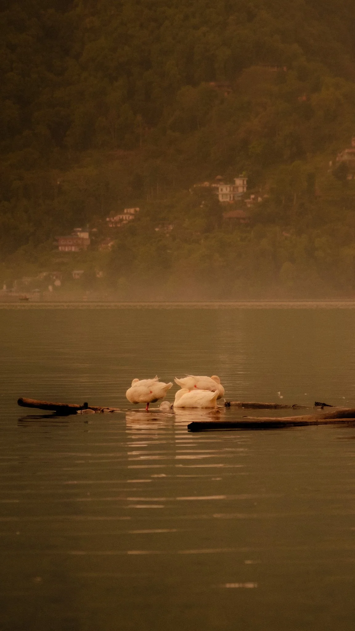 DSCF4781.jpg