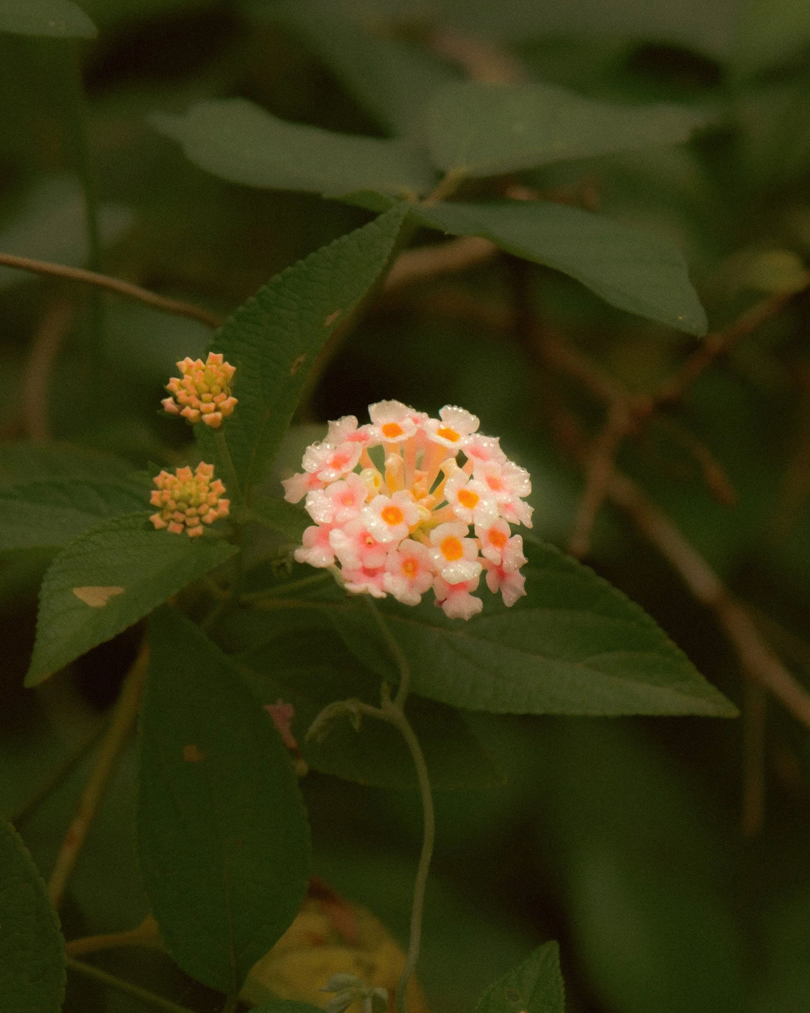 DSCF1715.jpg