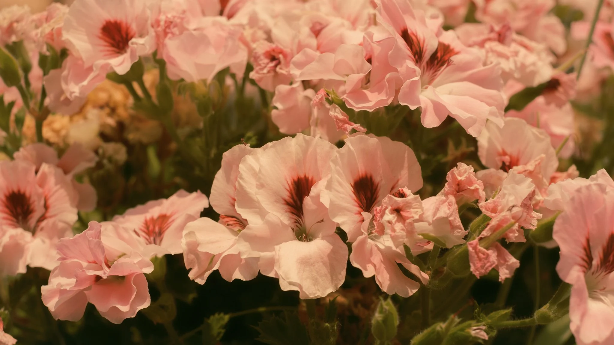 DSCF7714.jpg