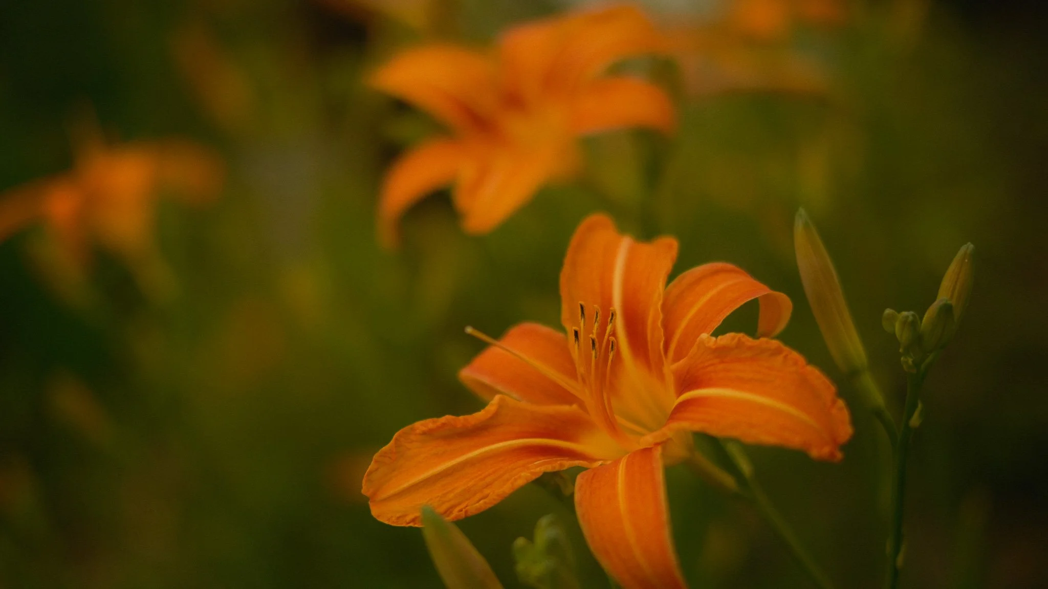 DSCF5106.jpg
