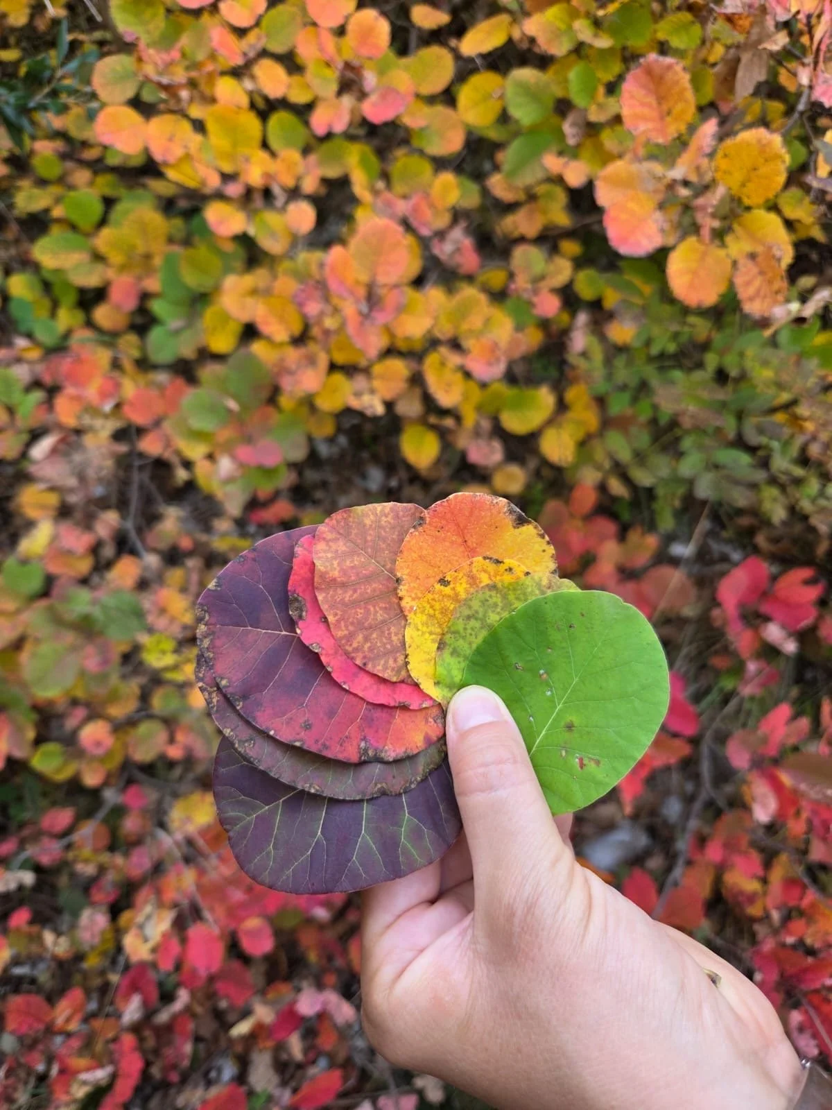 Mano che tiene alcune foglie di scotano di diversi colori, a formare una palette, con sfondo di foglie autunnali.