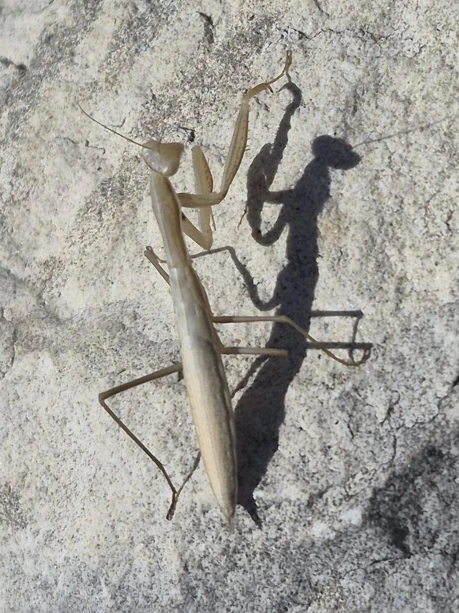 13.jpeg