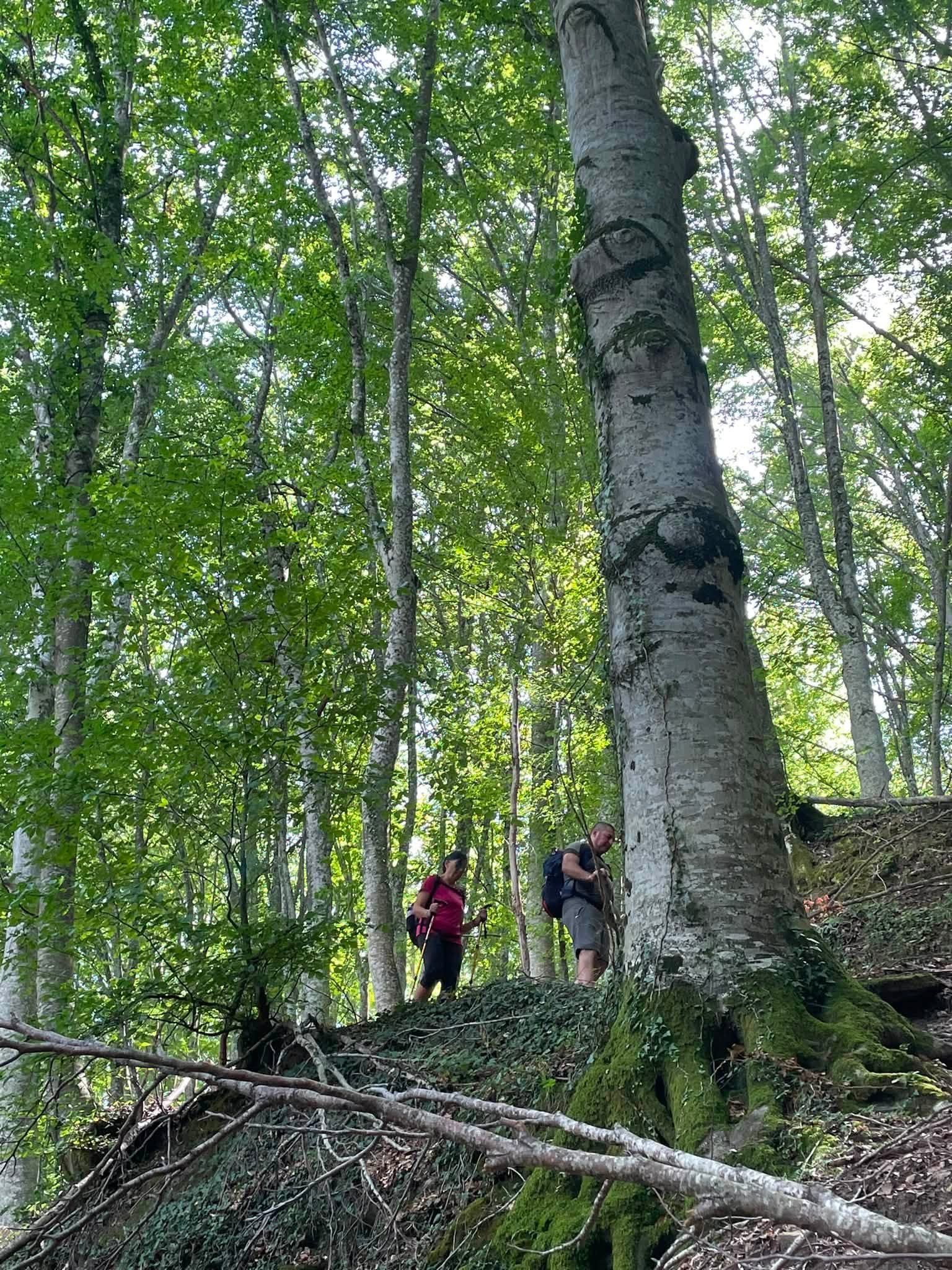 Le meraviglie del Bosco di Tecchie