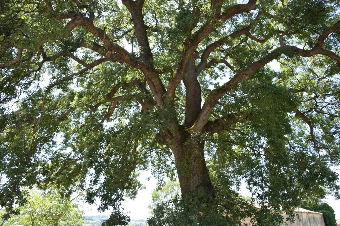 Da San Filippo alla Foresta Fossile di Monte Porzio